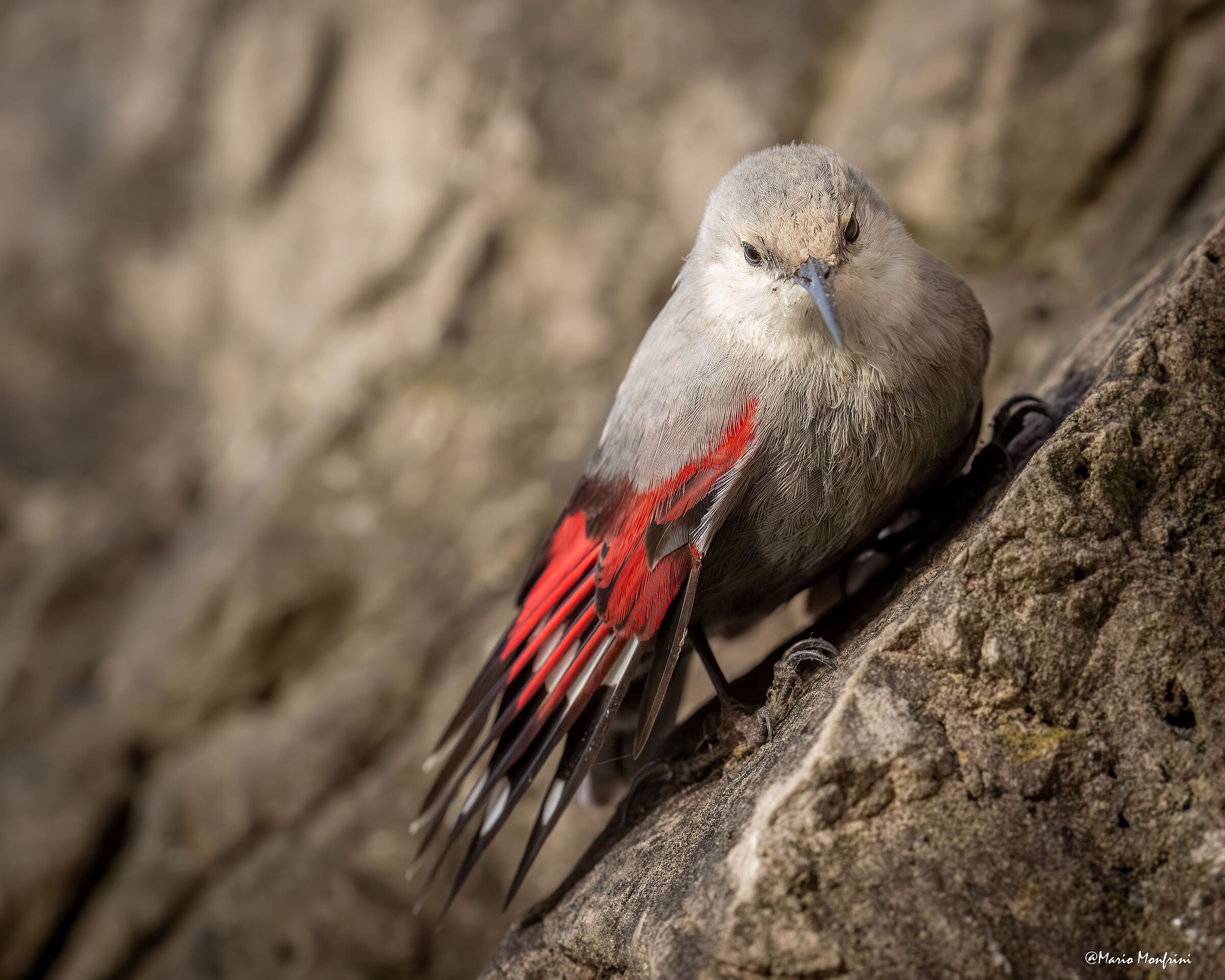 La farfalla delle rocce