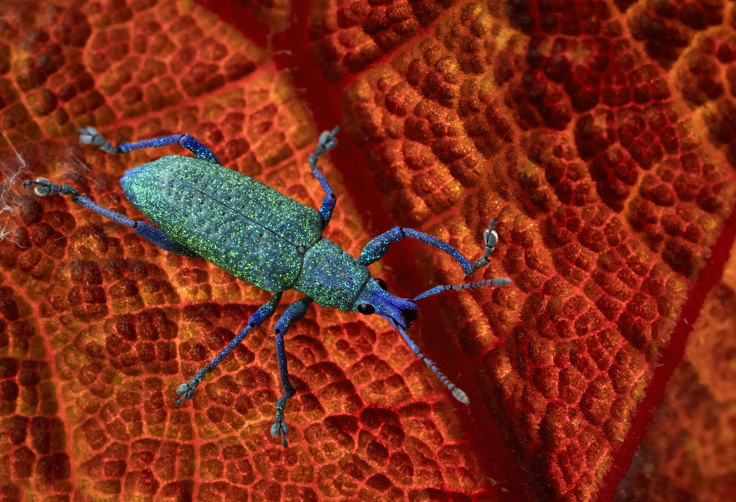 True Weevil