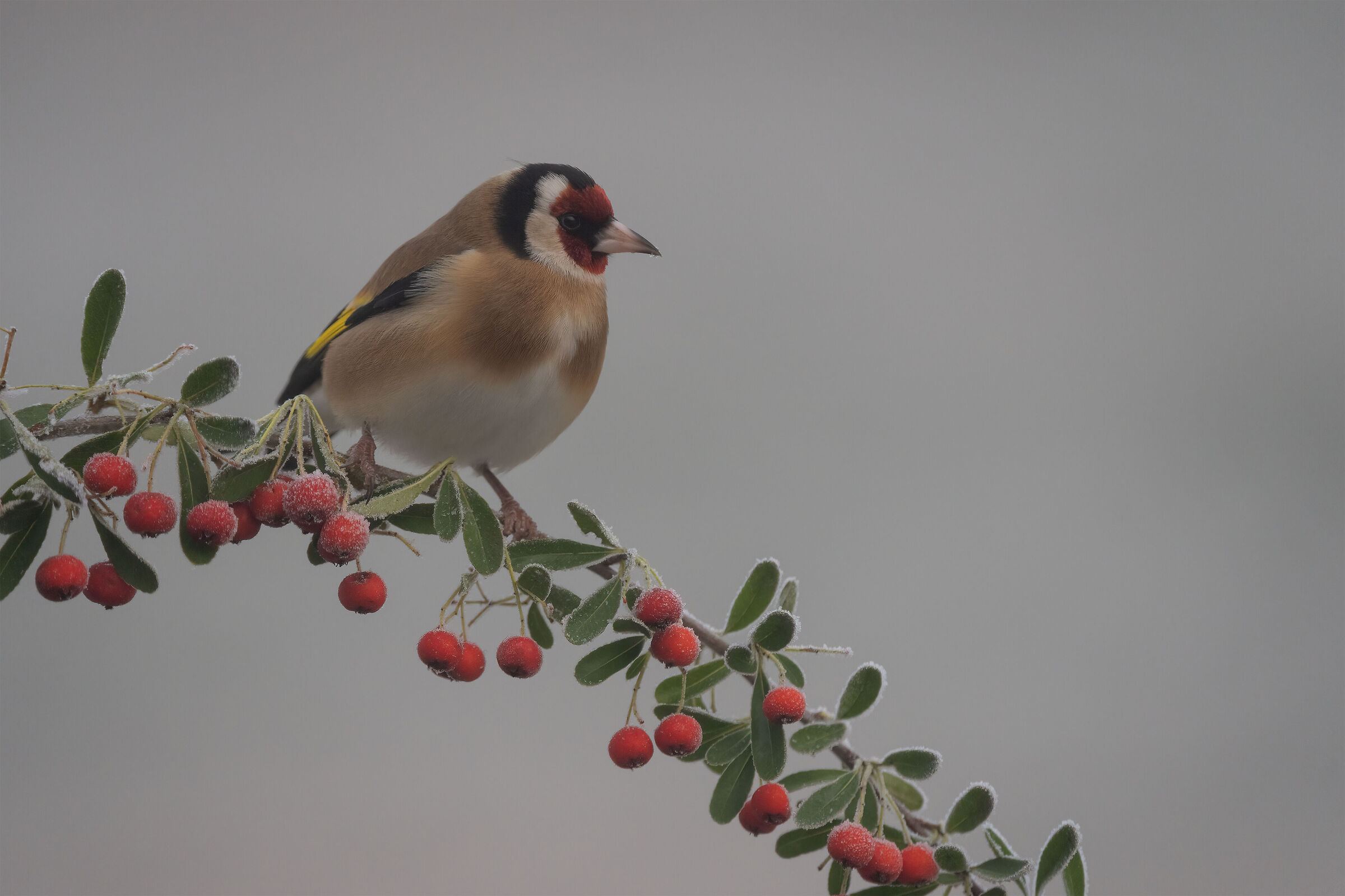 Goldfinch "Frozen"