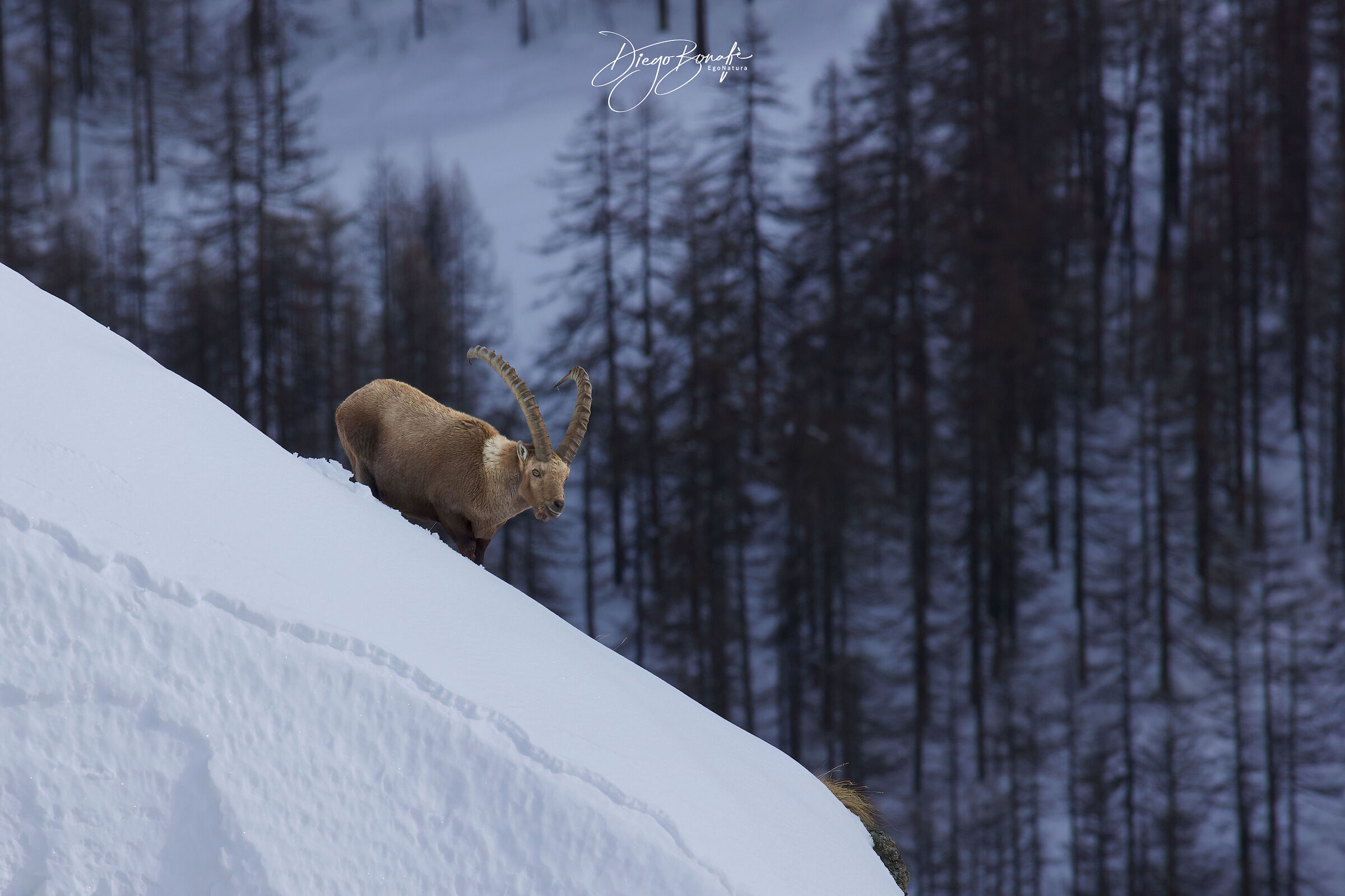 Stambecco adulto (M)