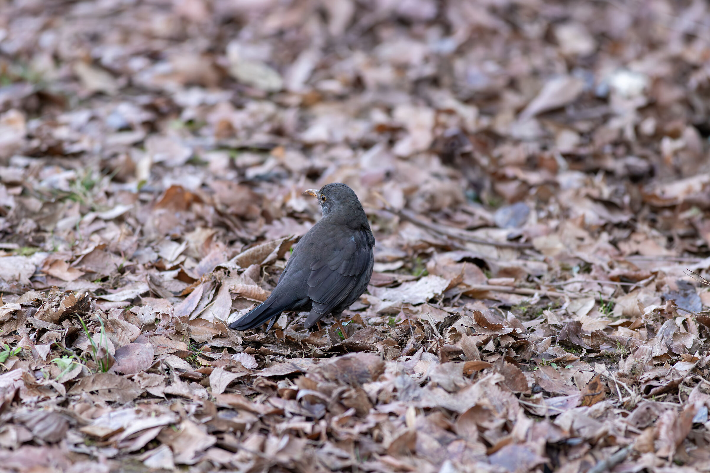 The blackbird from behind