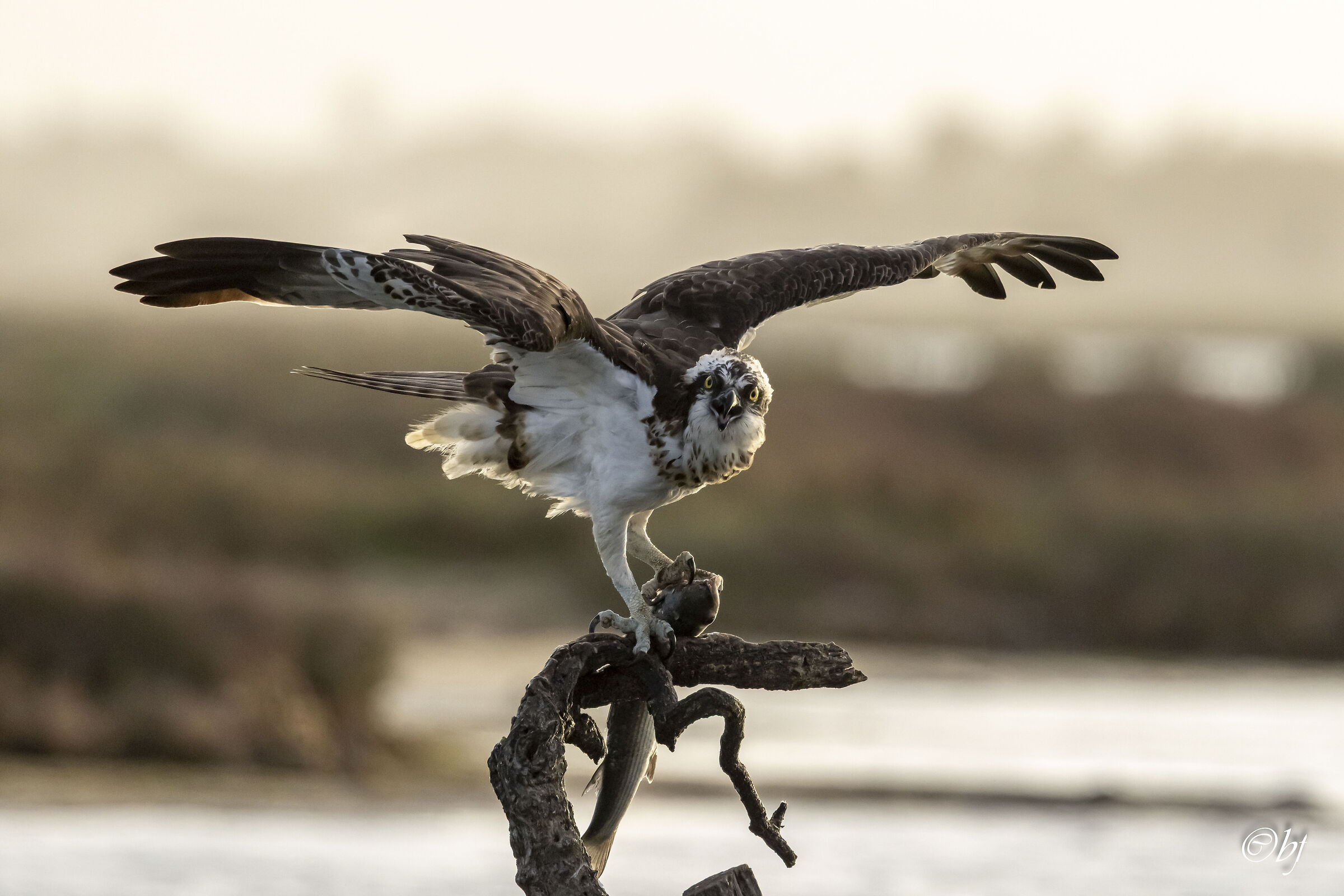 Osprey with prey