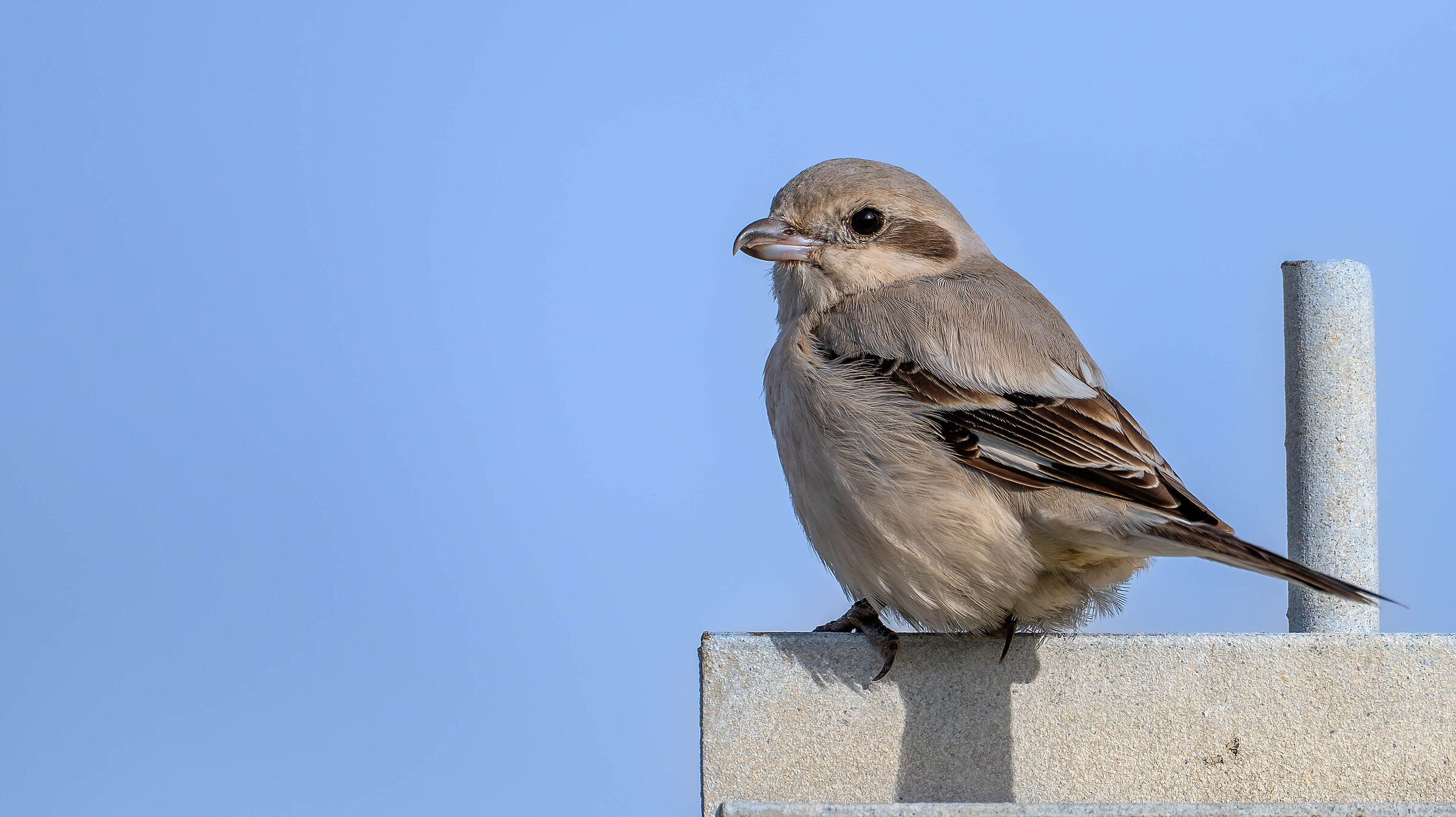 Pale-billed Shrike