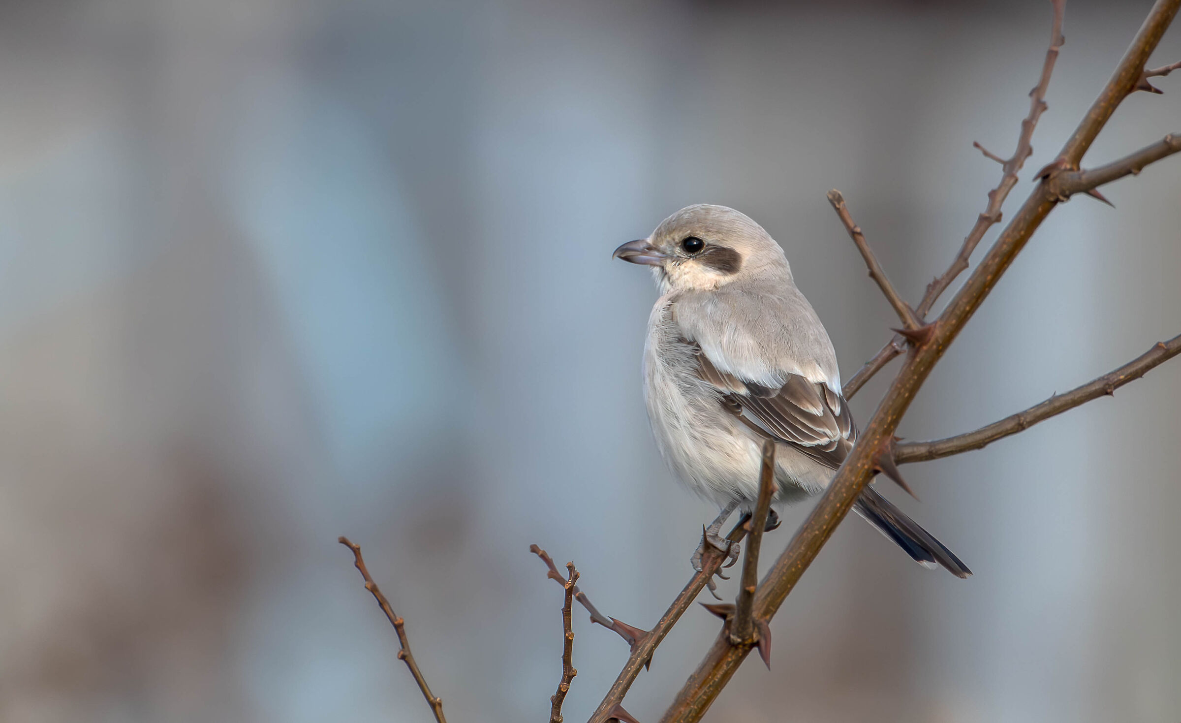 Pale-billed Shrike
