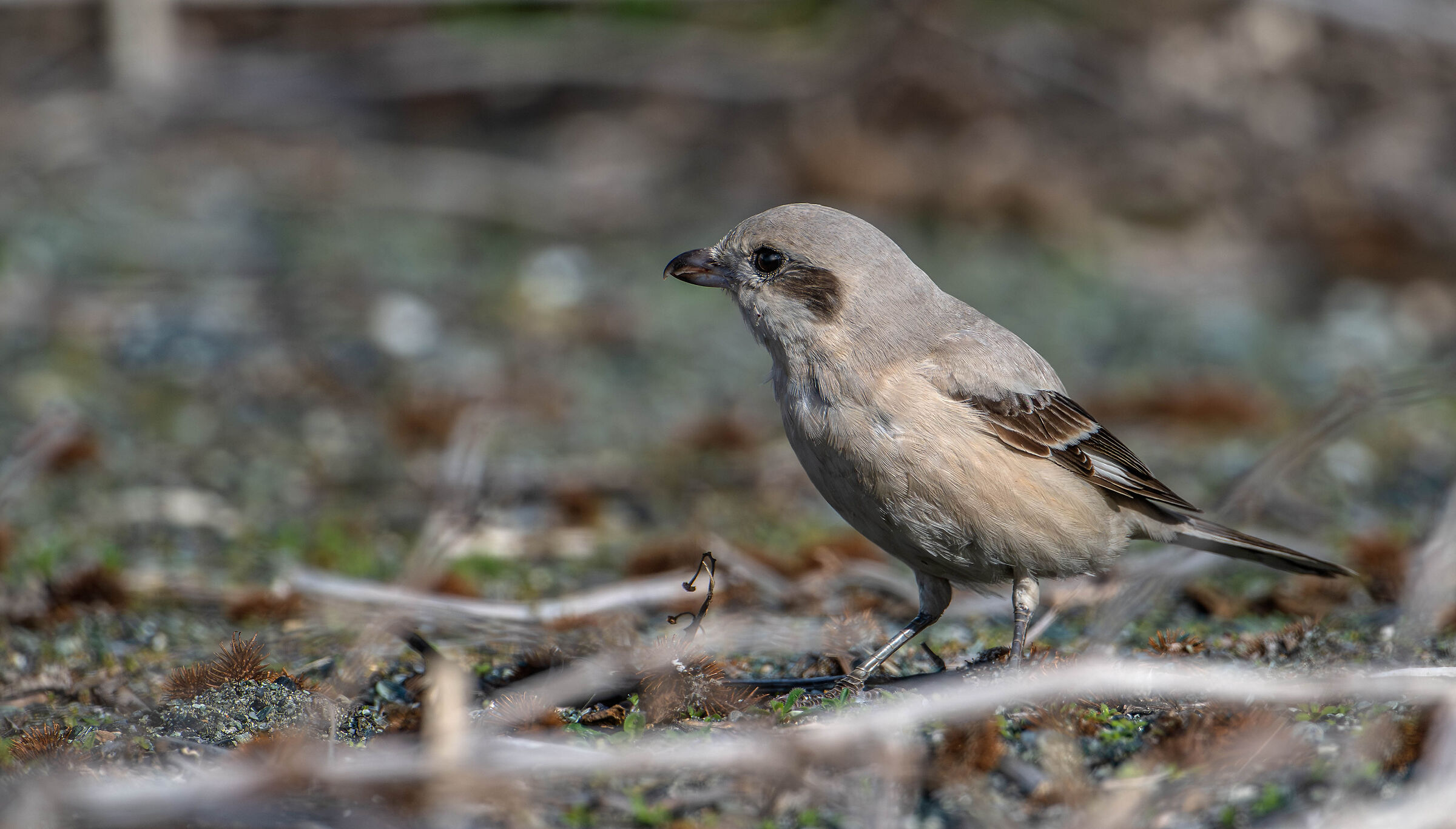 Pale-billed Shrike