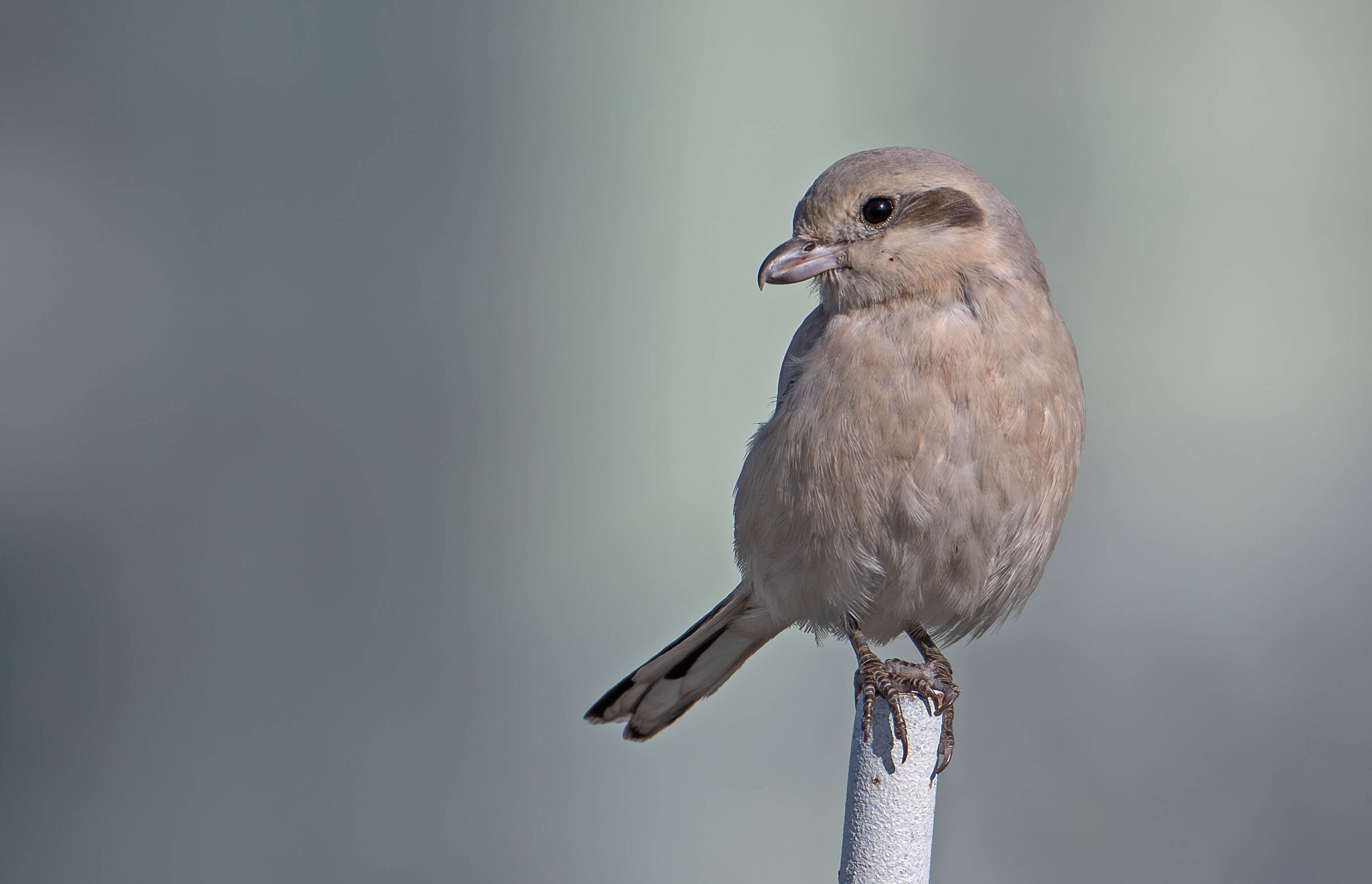 Pale-billed Shrike