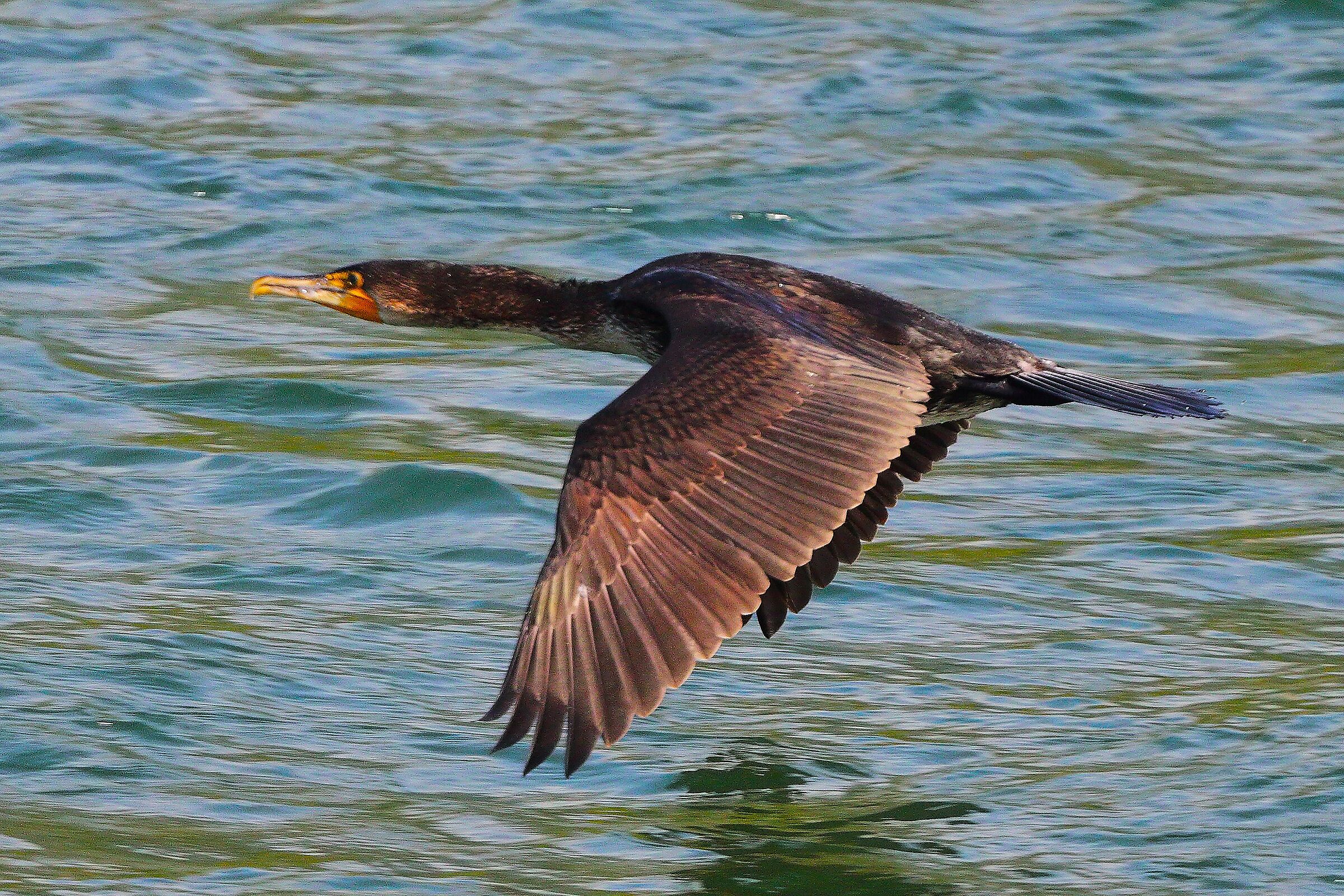 Cormorano 16 settembre 2025 - 0045