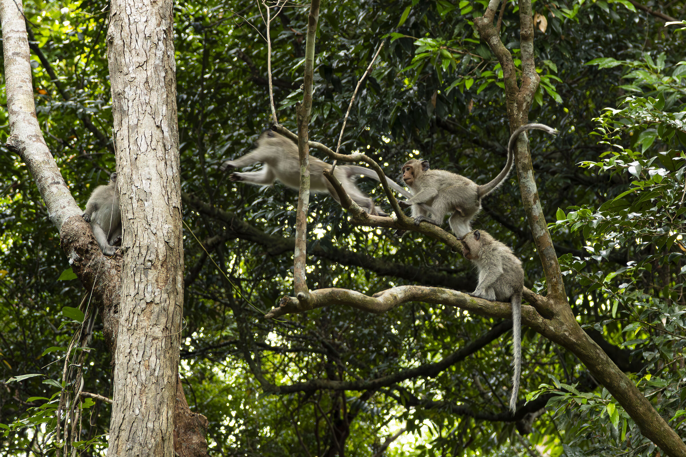 Cambodian monkeys