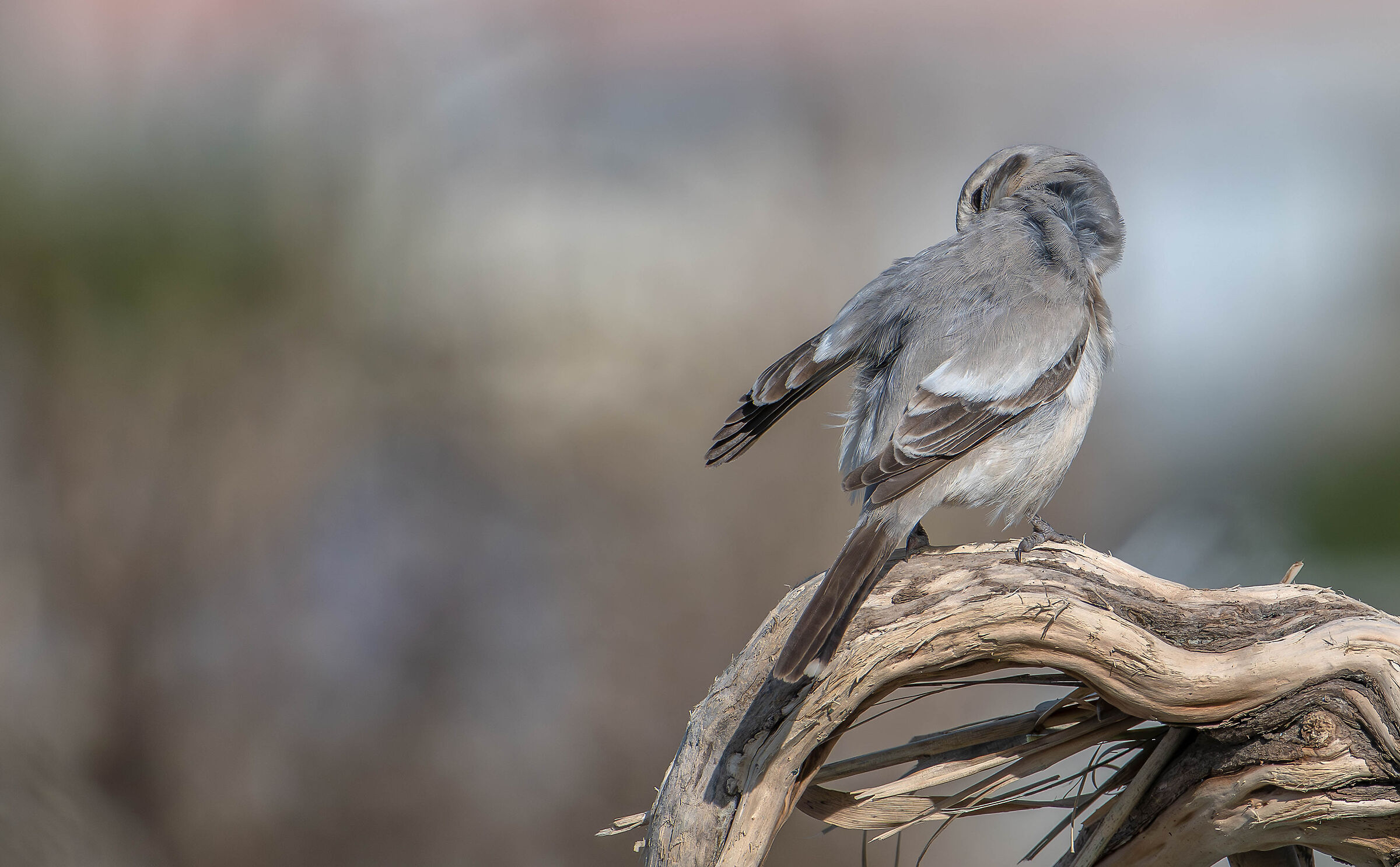 Pale-billed Shrike