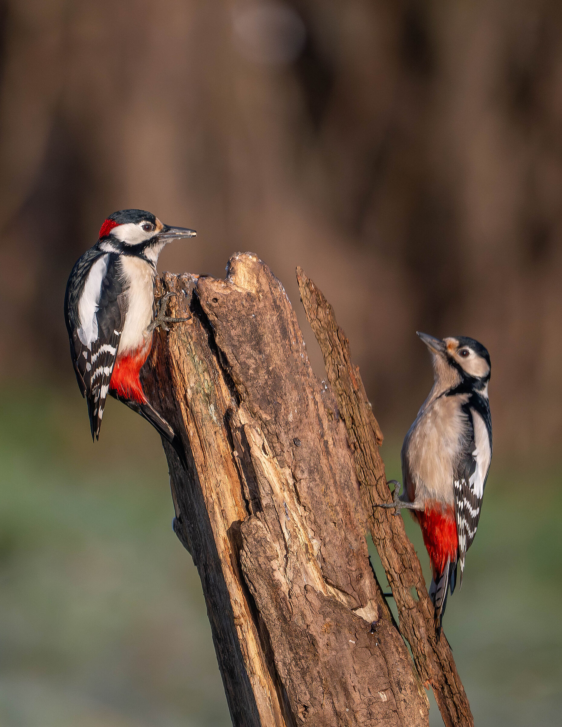 Male and female Spotted Woodpecker