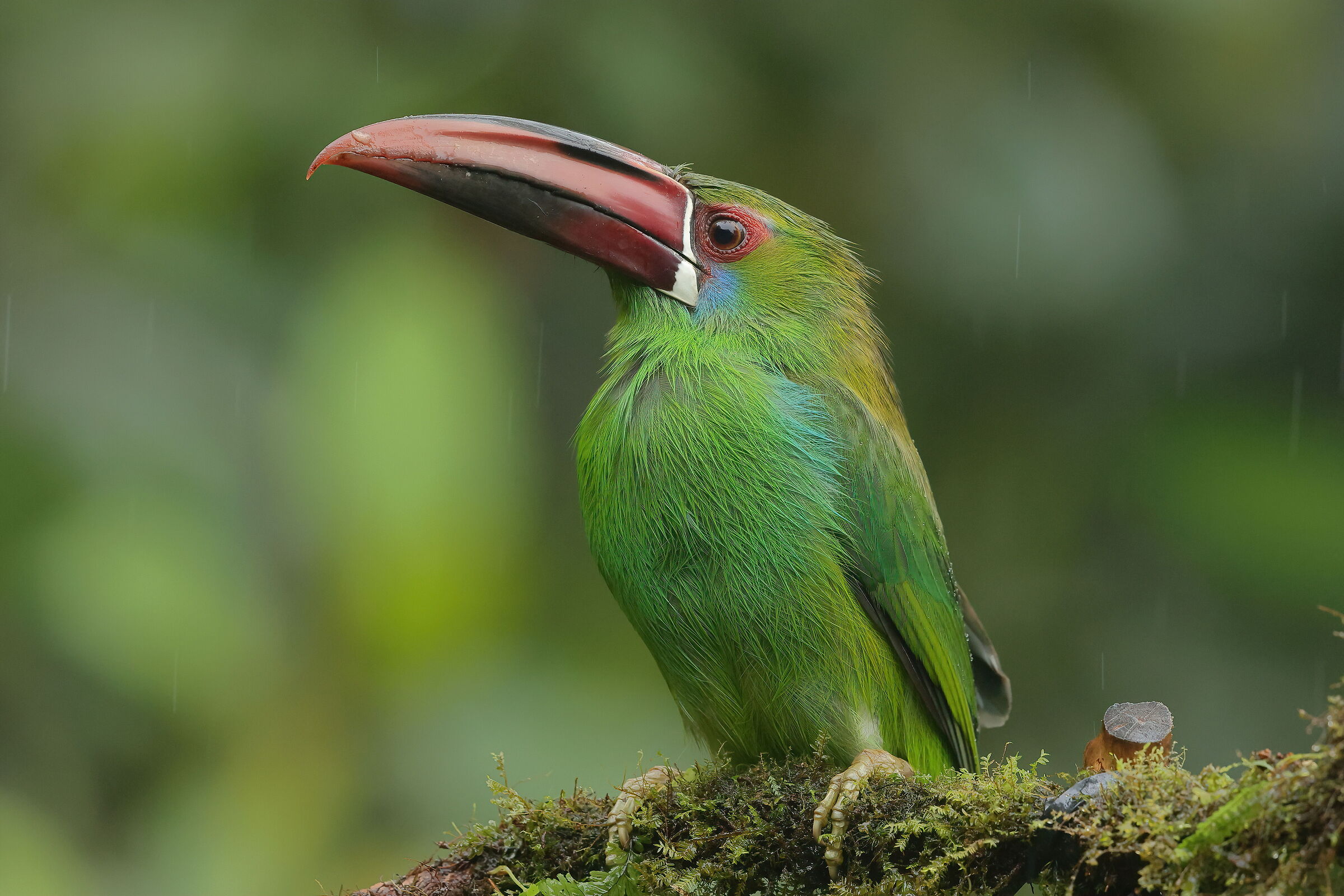 Sotto una leggera pioggerella