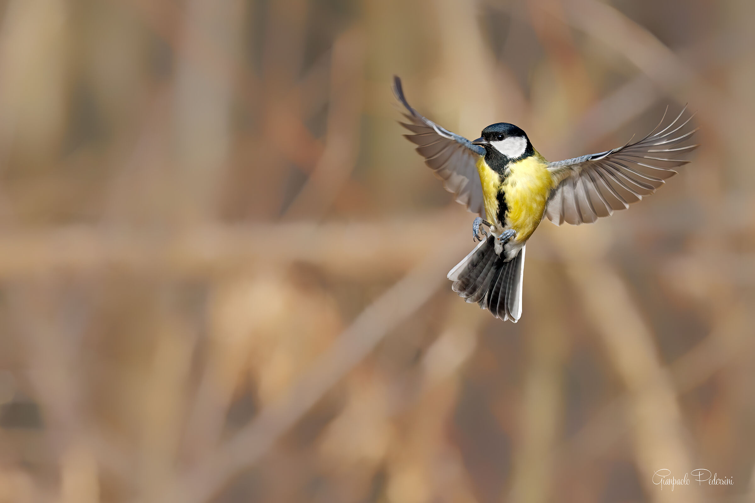 Elegance in flight