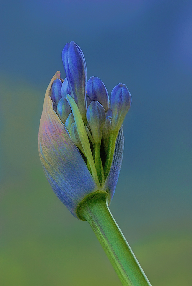 L'agapanto si apre, proteso verso l'alba