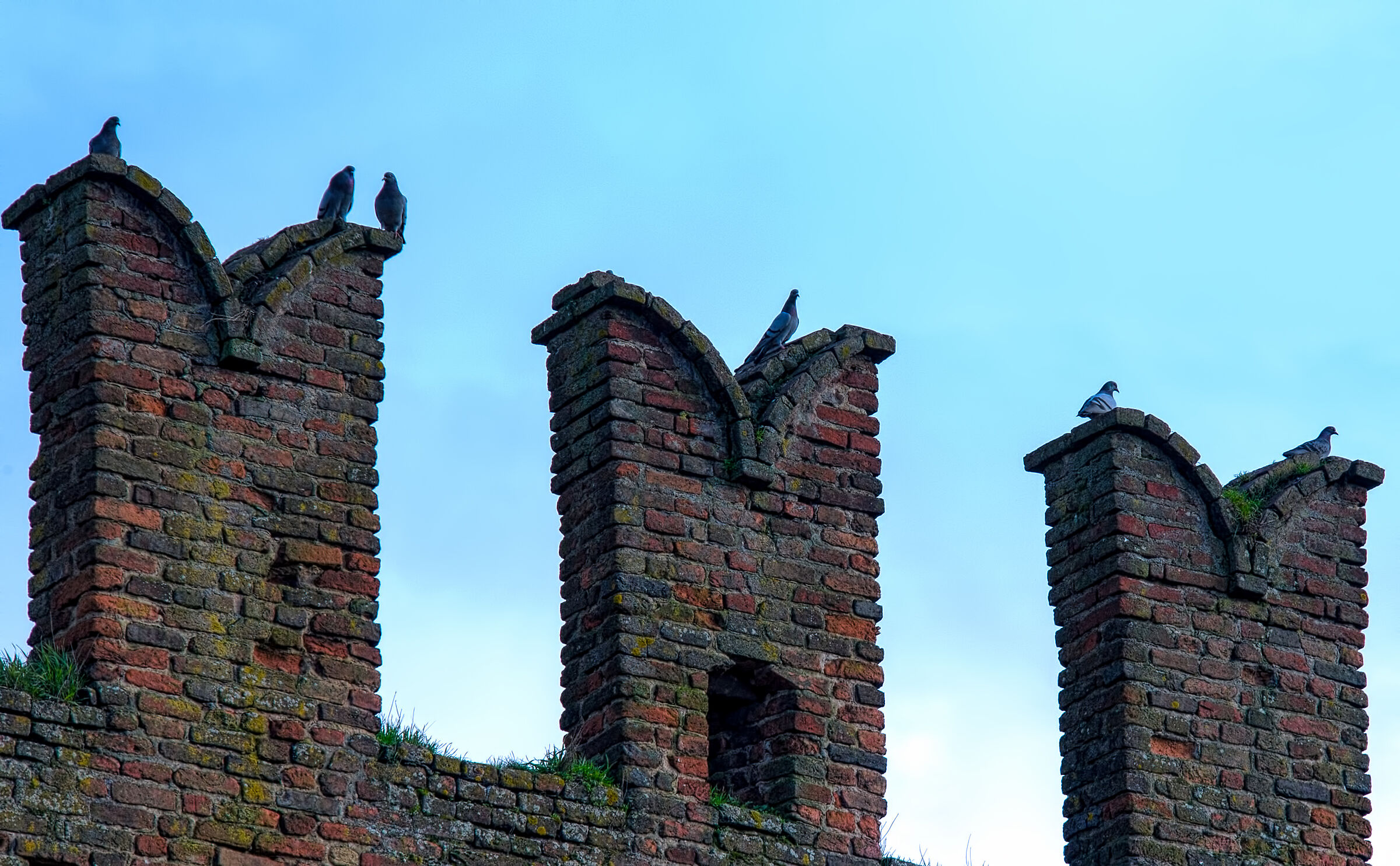 Pigeons guarding the blackbirds