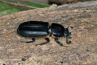 Coleoptera