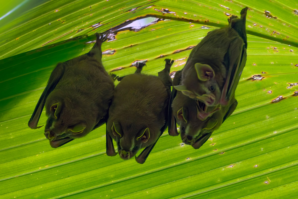 Bats