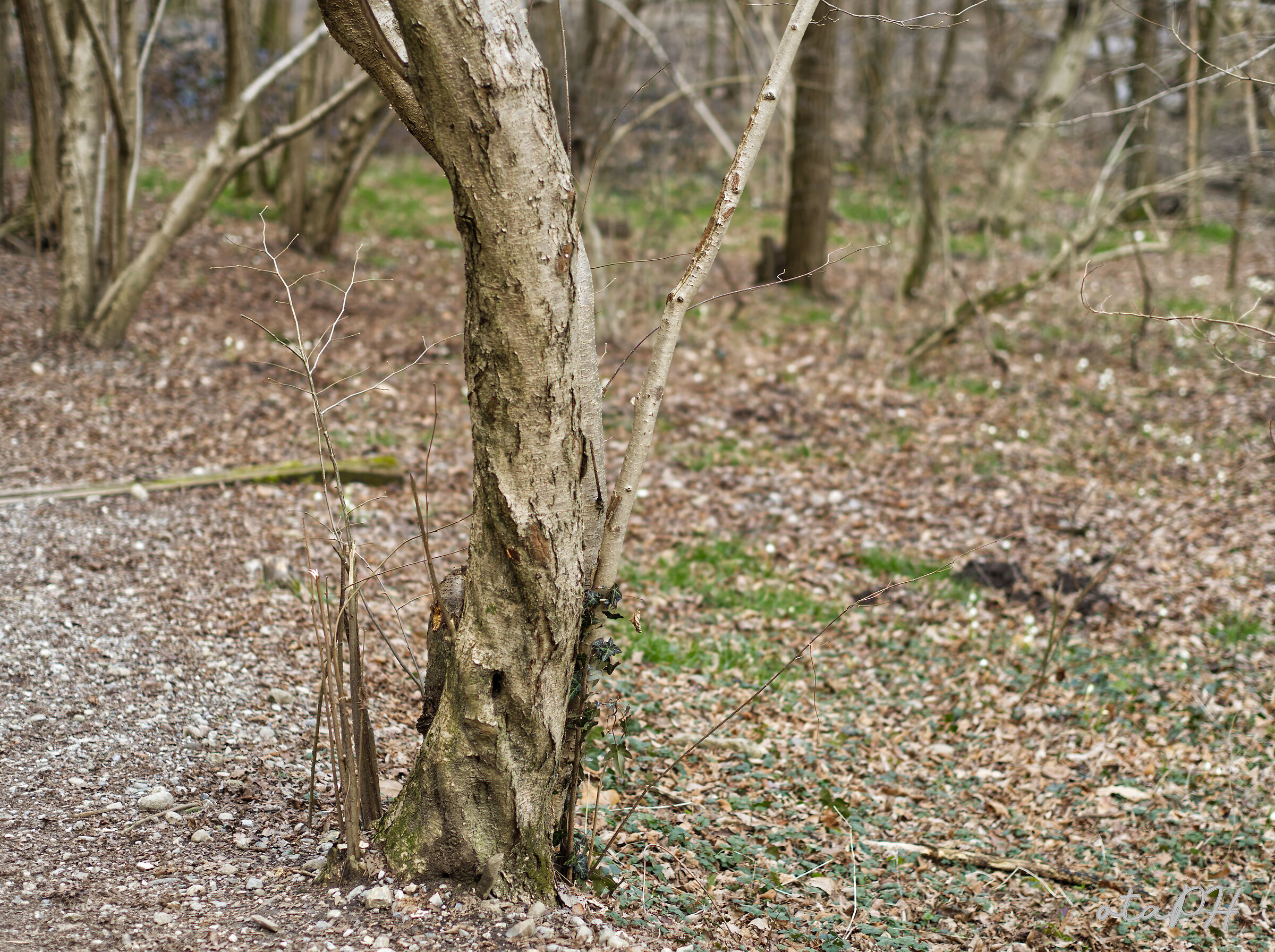 Alberi