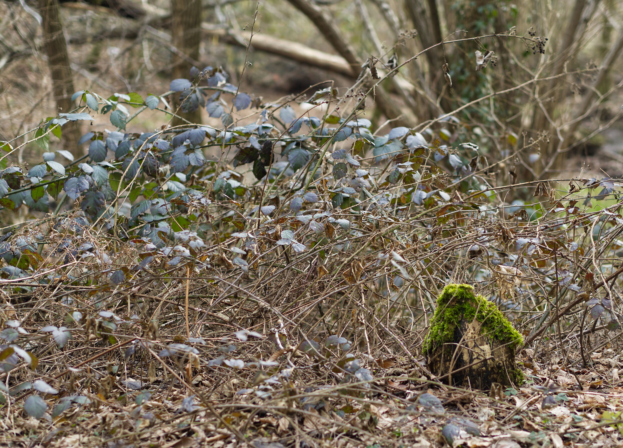 Alberi