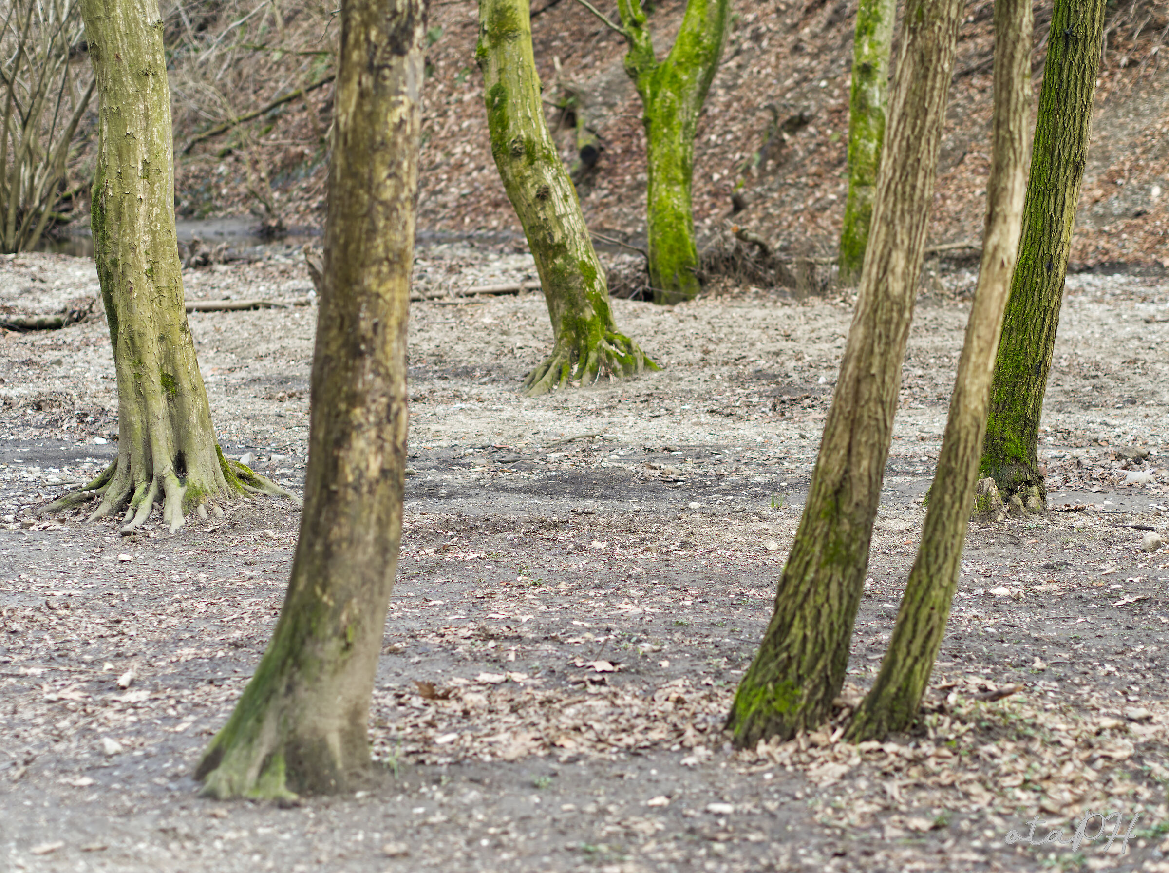 Alberi