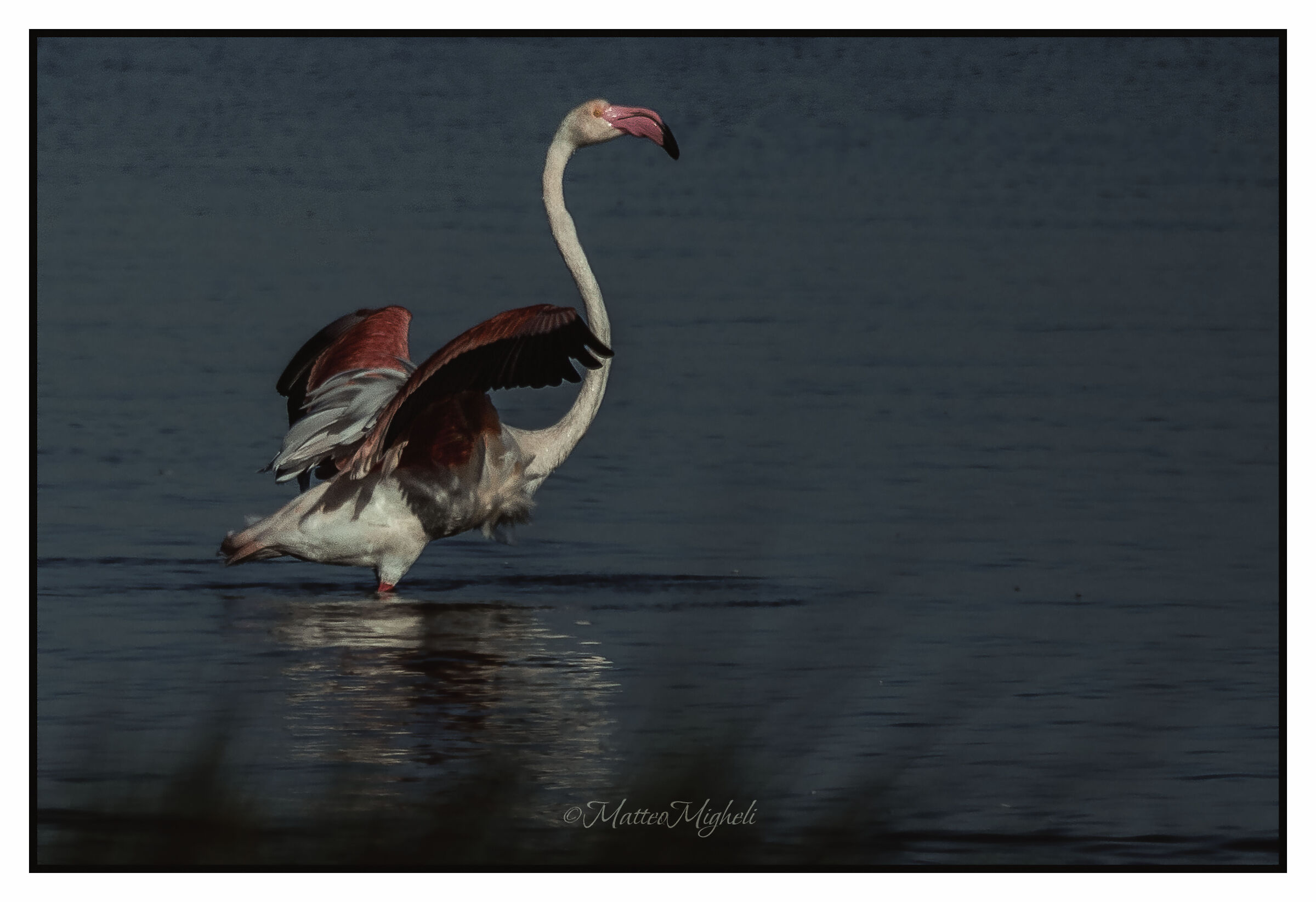 Flamingo