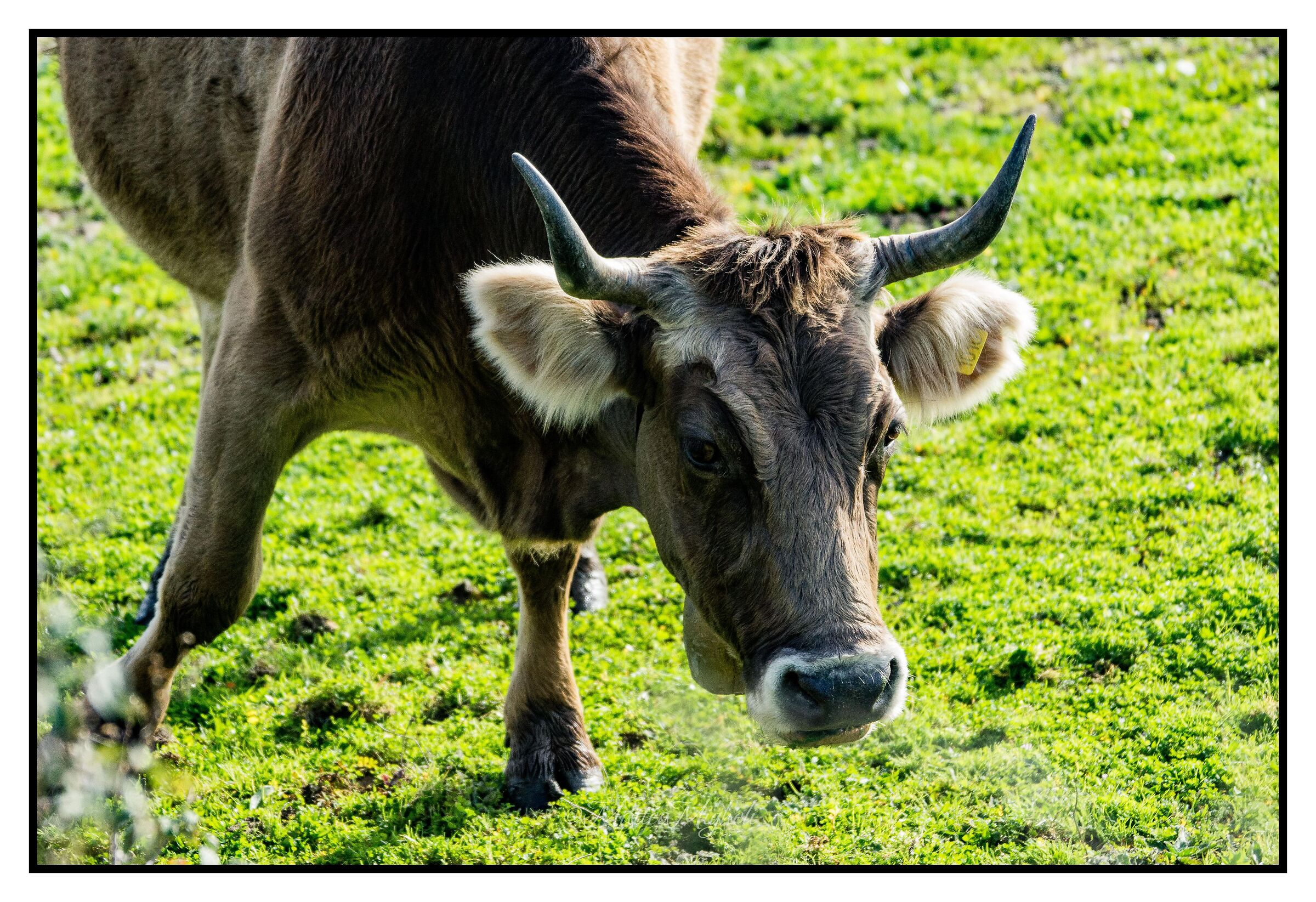 Cow posing