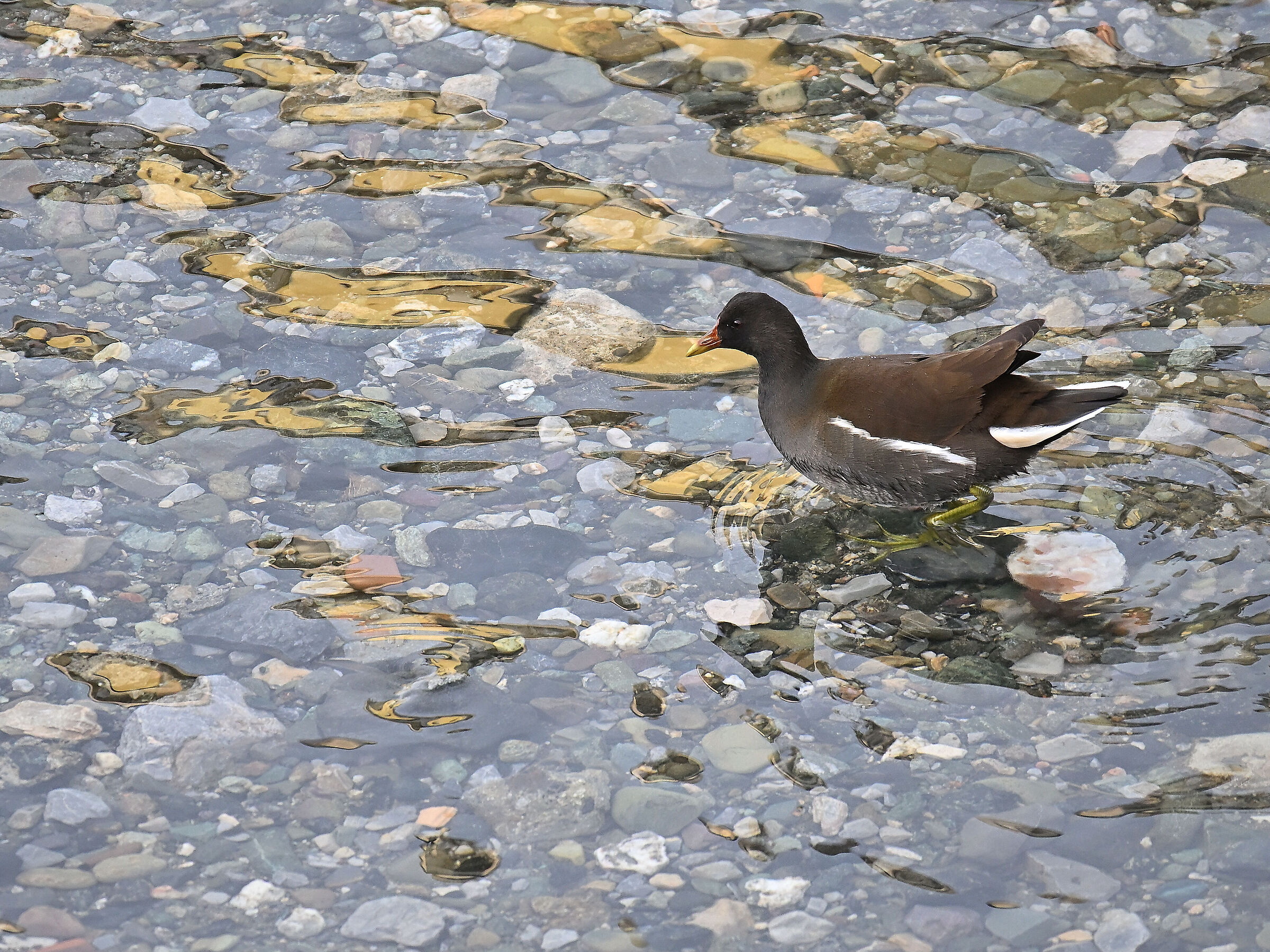 Gallinella d'acqua
