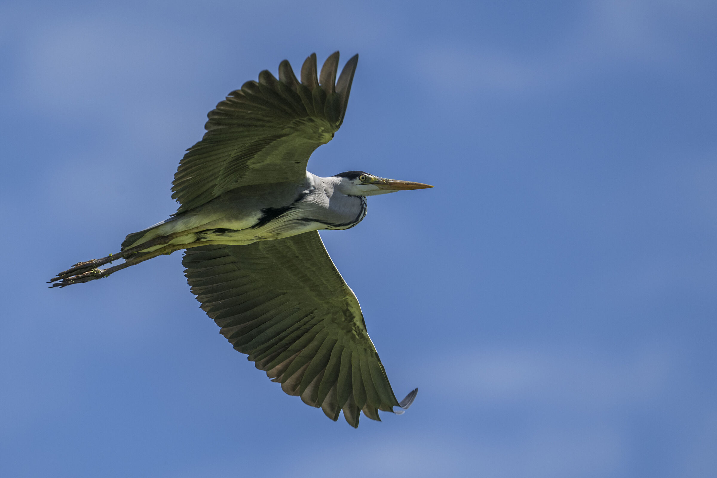 The flight of the ashes