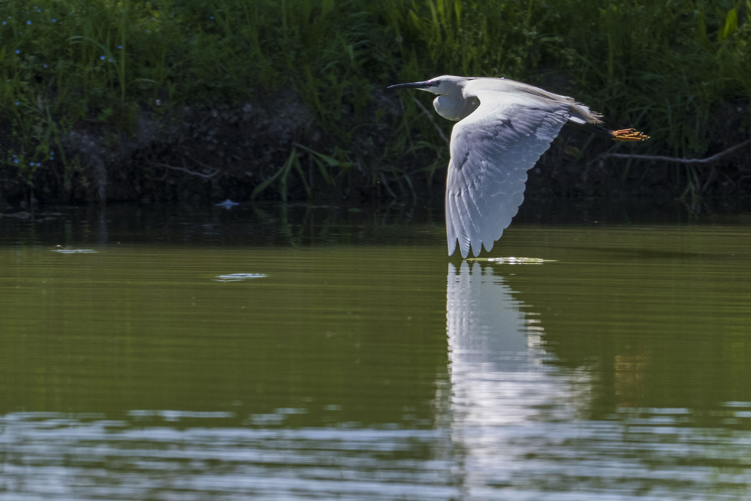 The gazette in flight