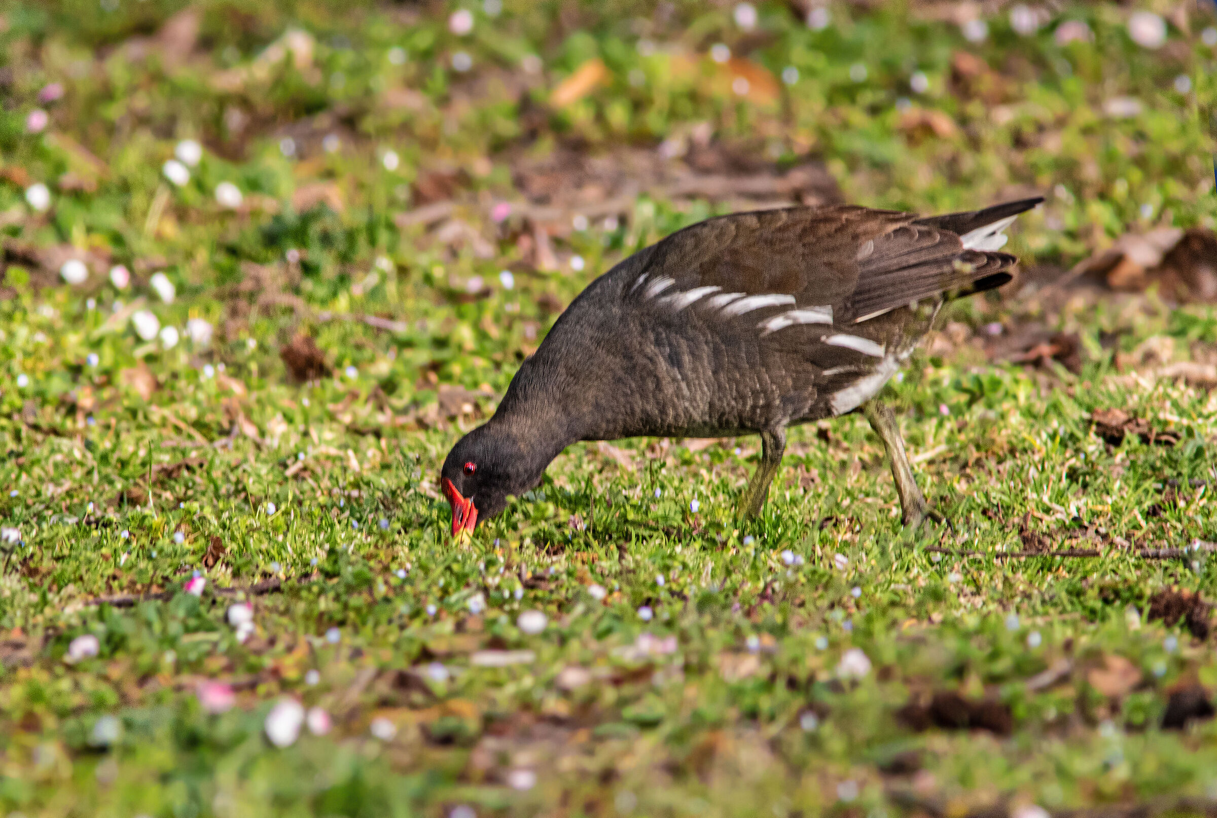 Gallinella