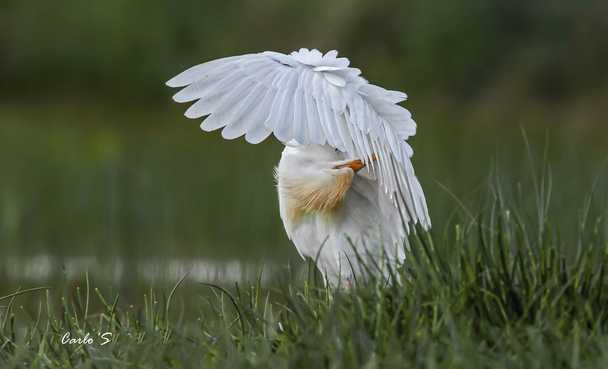 Cattle heron