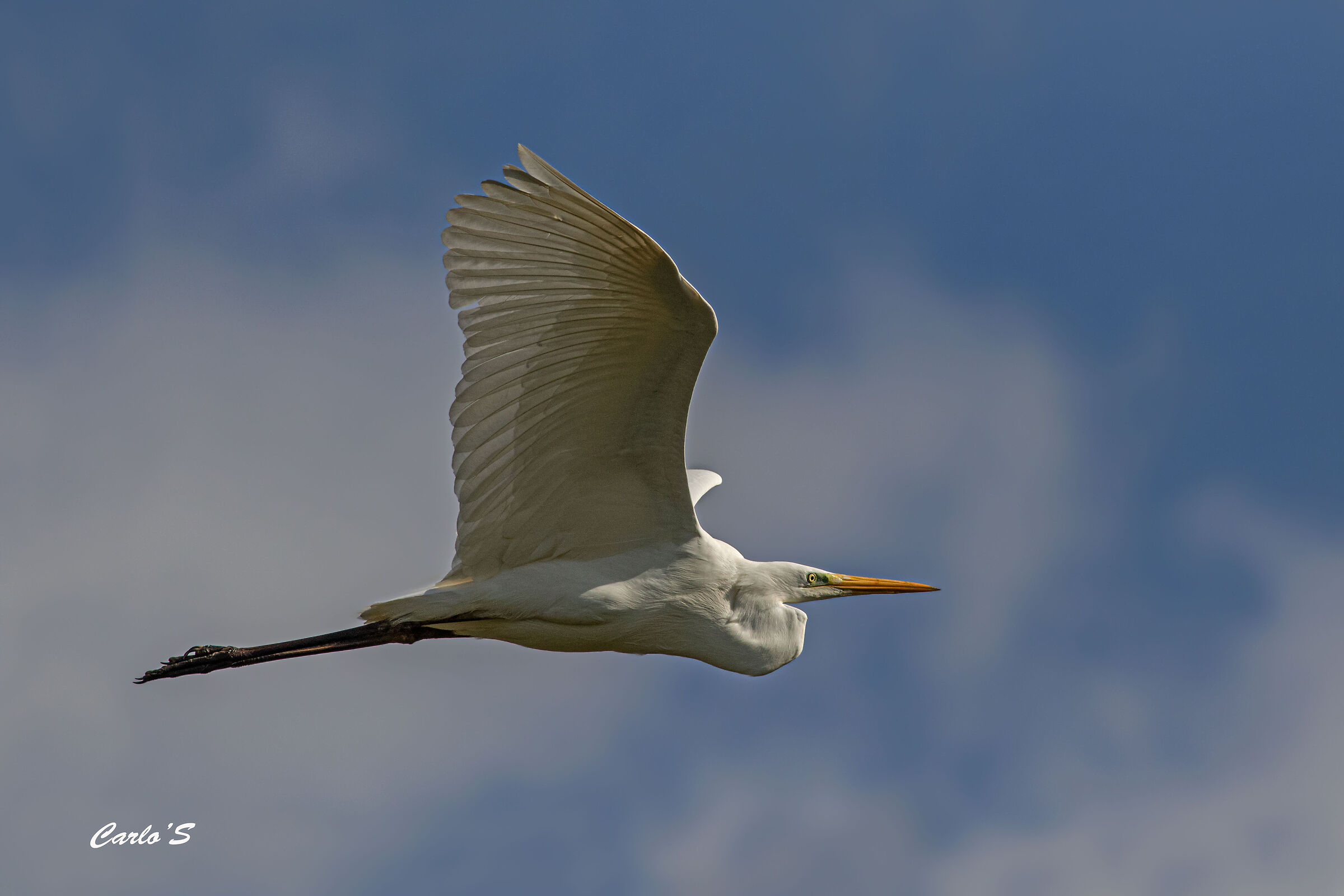 White Heron
