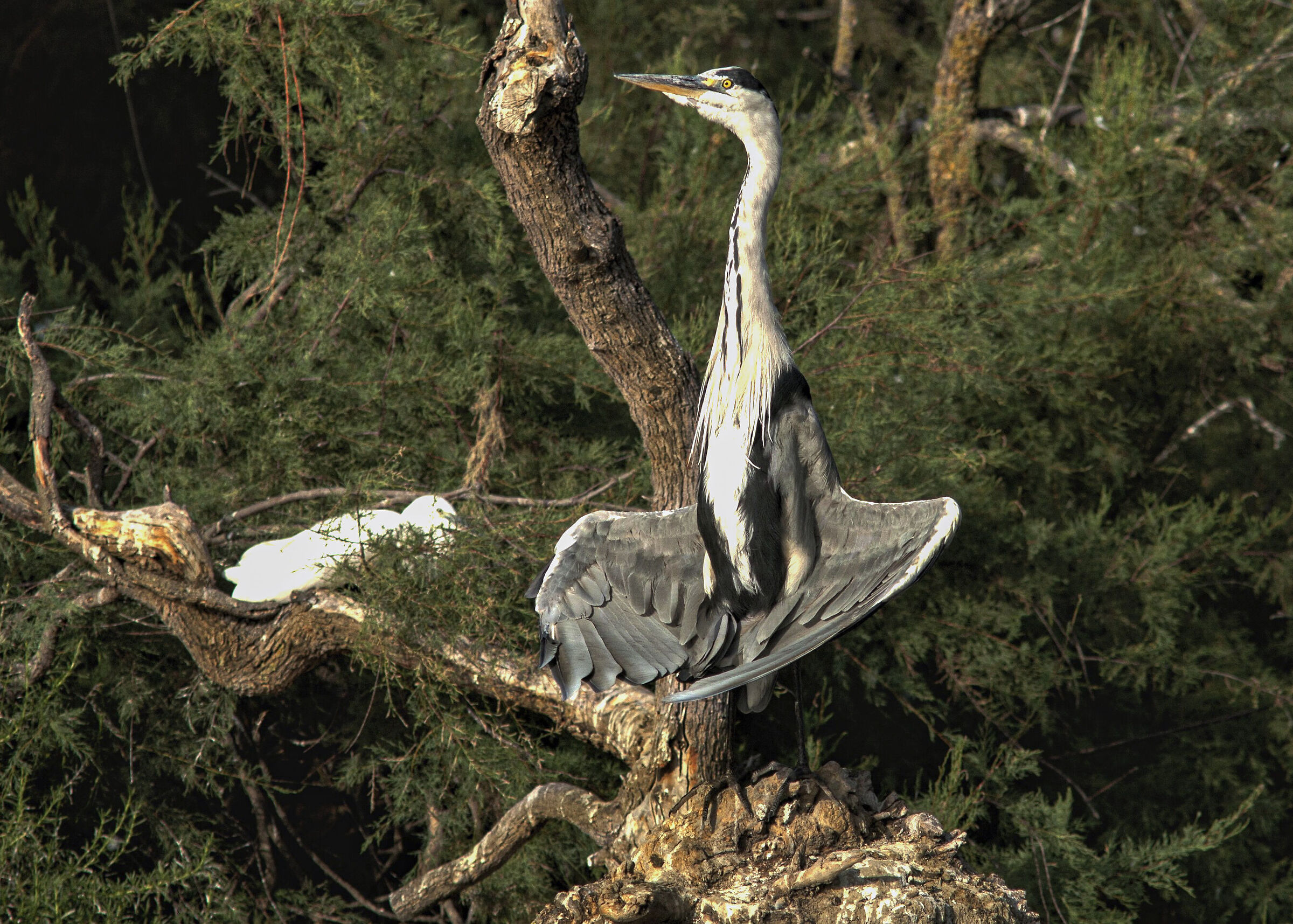 Grey Heron