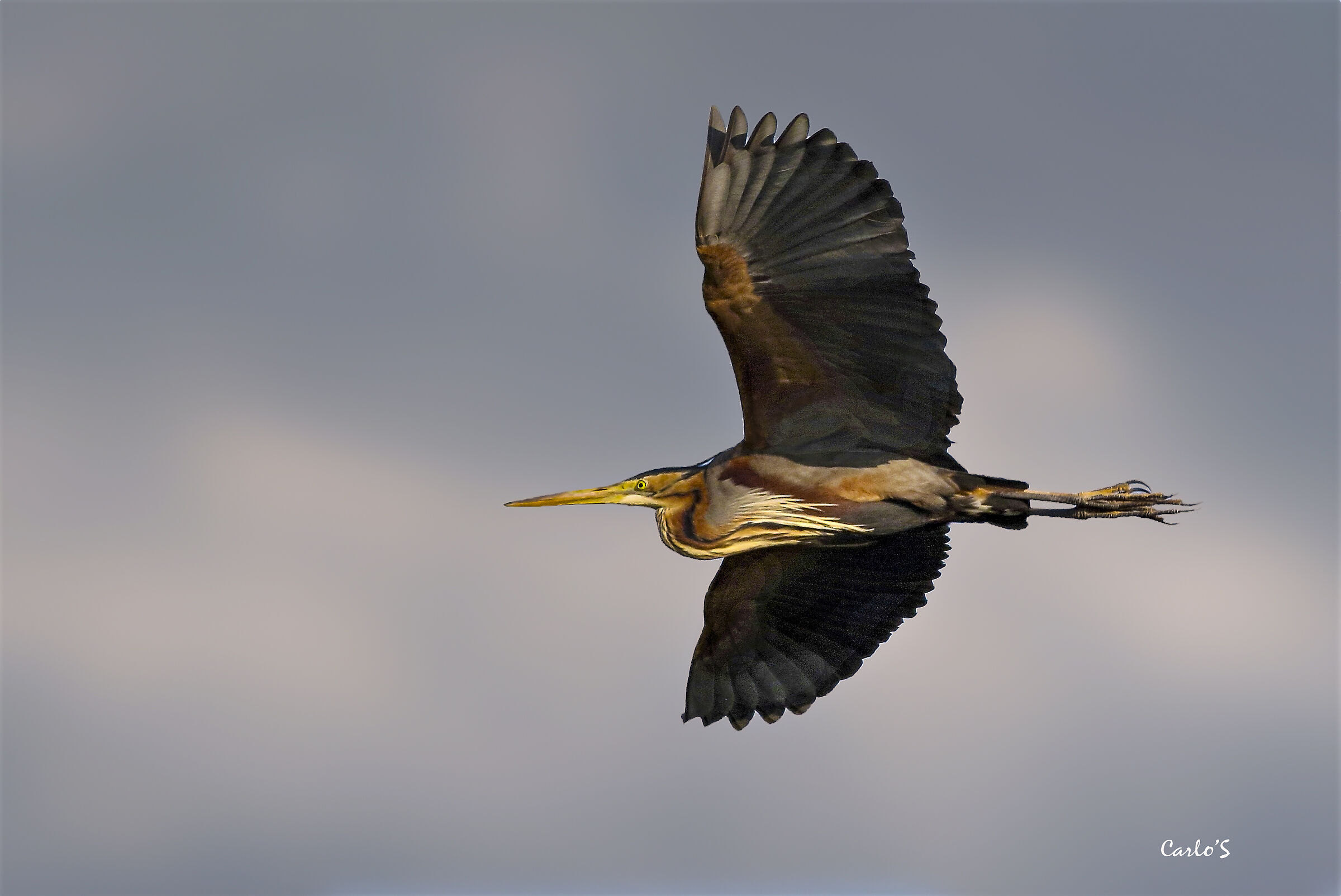Purple Heron
