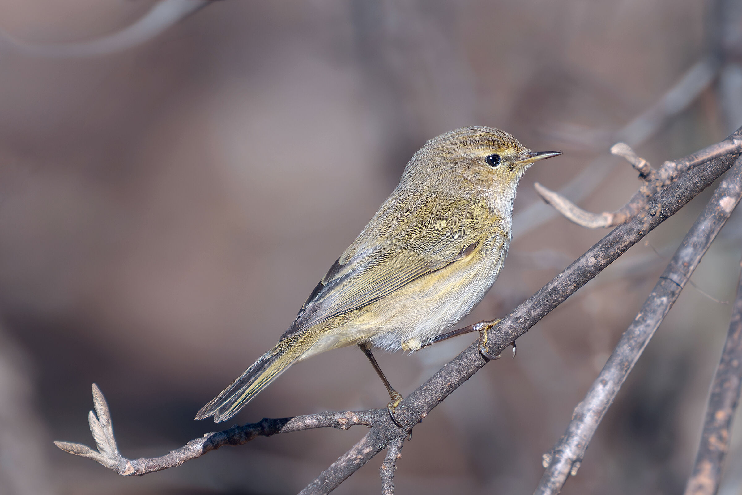 Phylloscopus collybita (Luì piccolo)