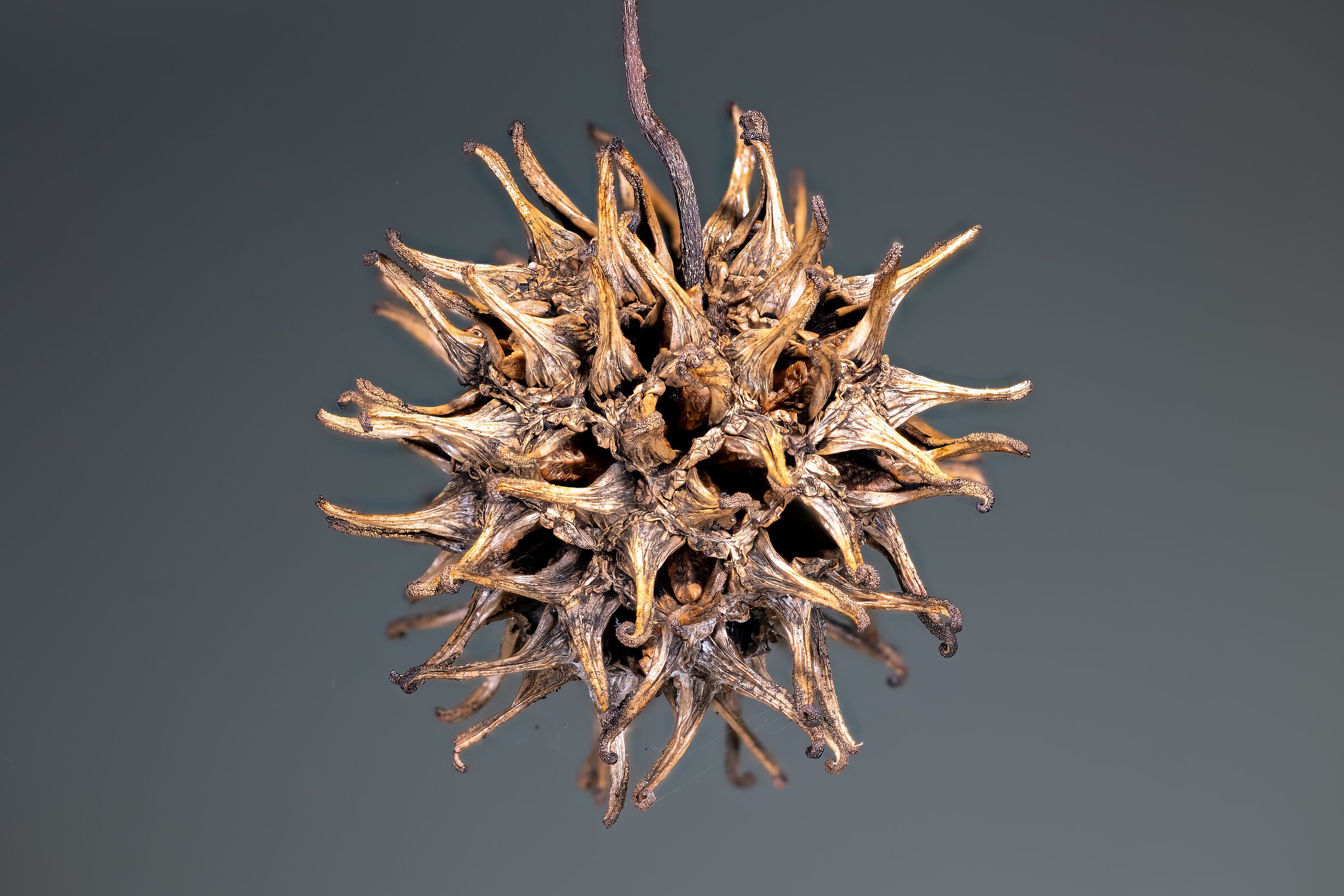 Liquidambar seed capsule