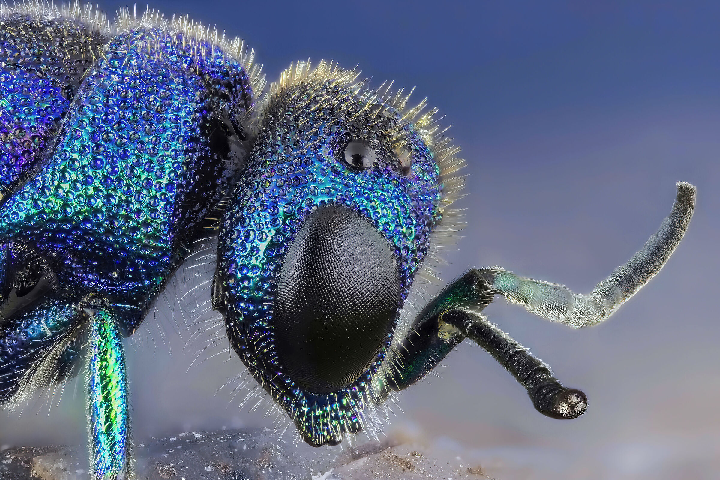 Chrysididae sp. z o.o.