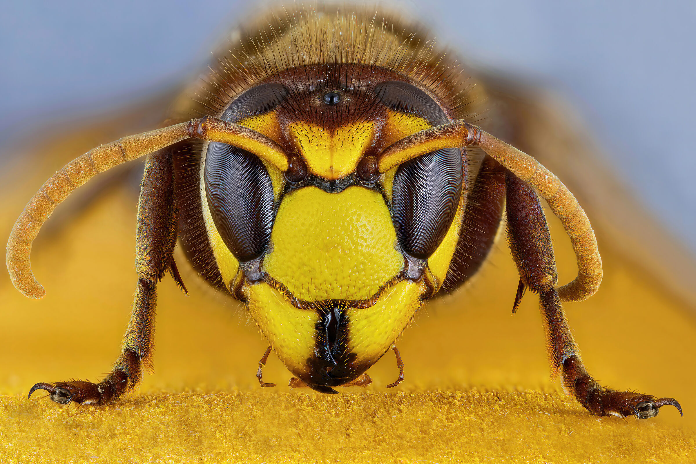 Vespa crabro