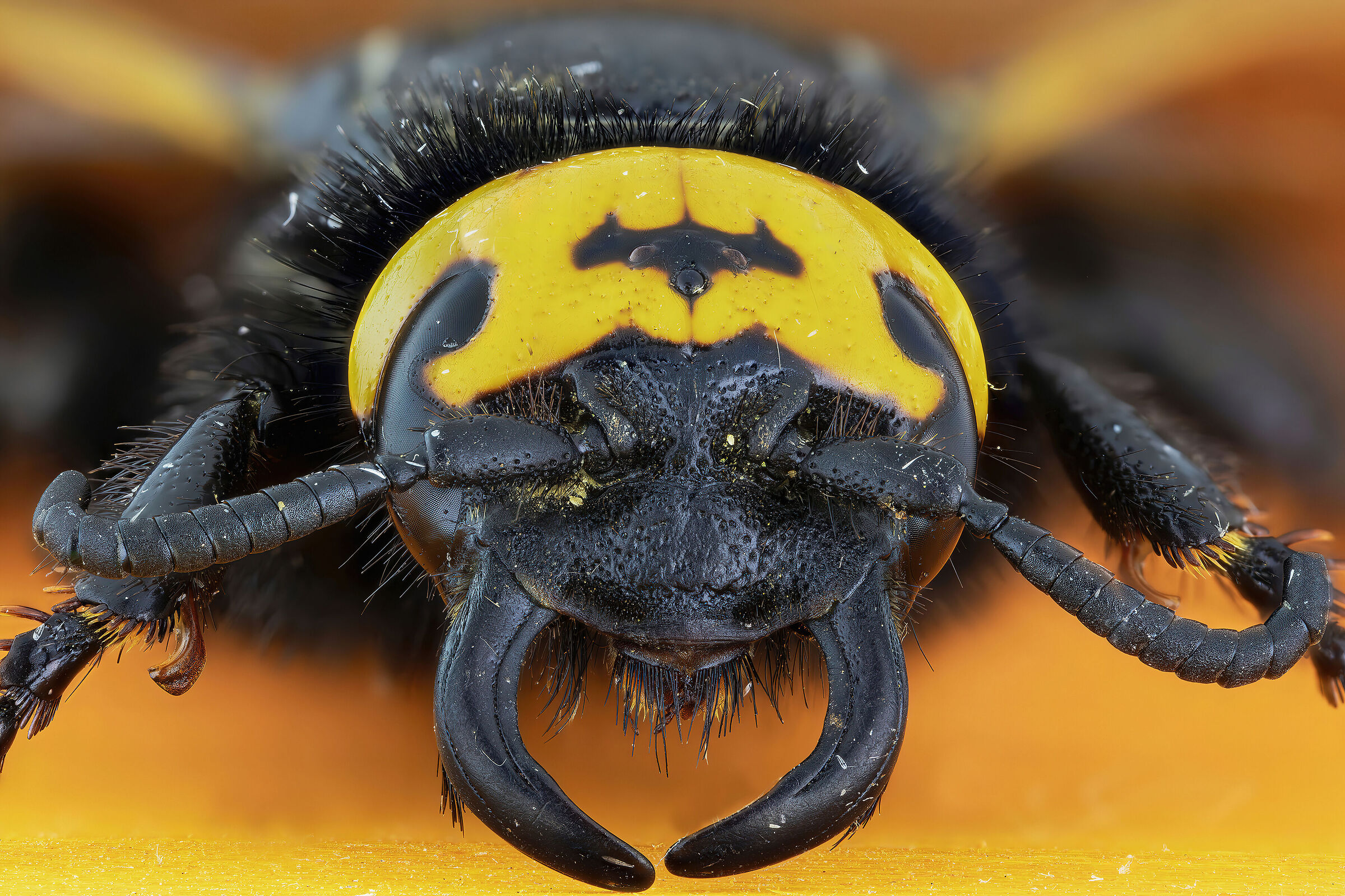 Megascolia maculata flavifrons