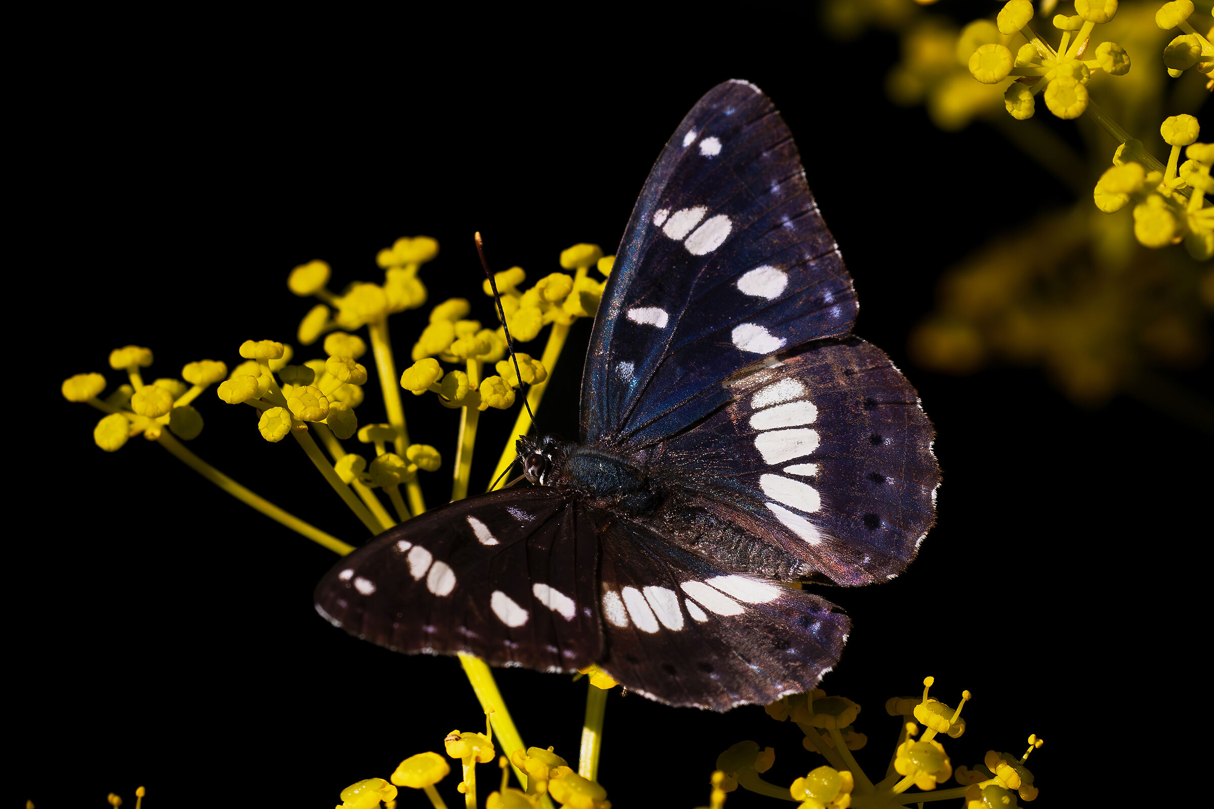 Limenitis reducta