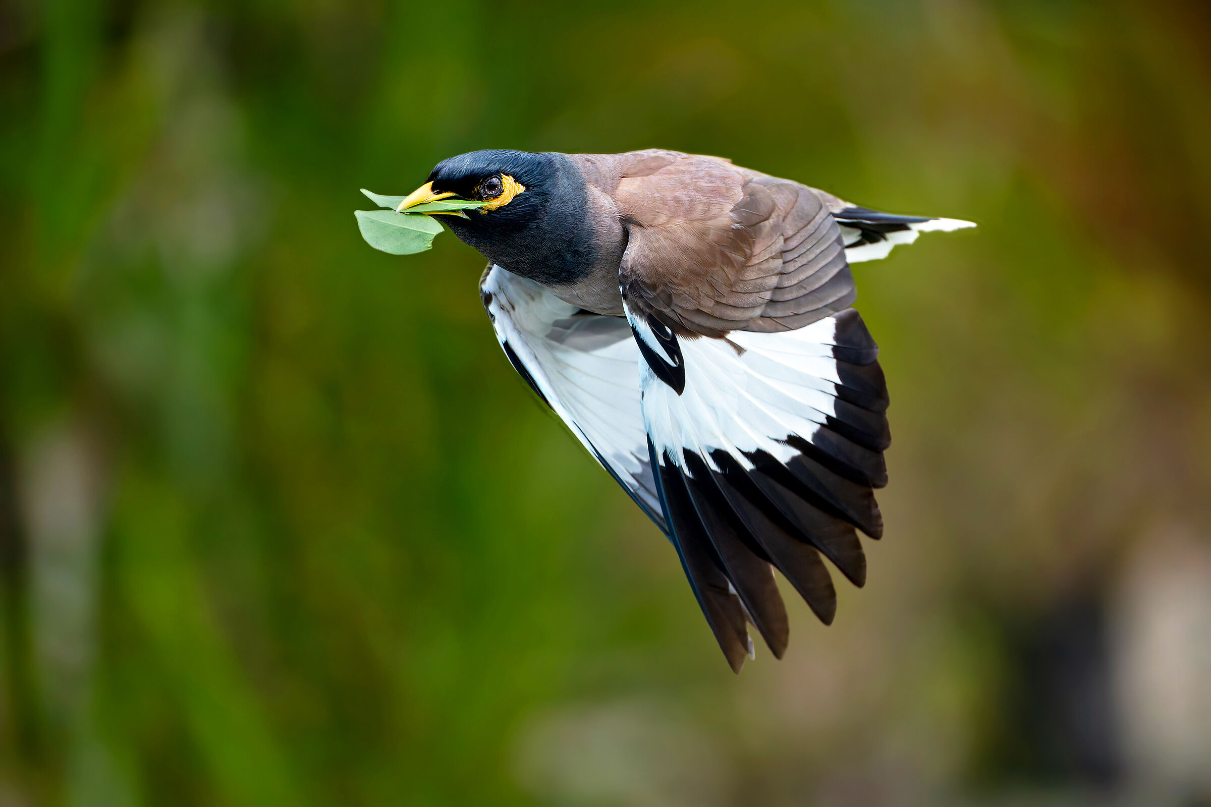Acridotheres tristis