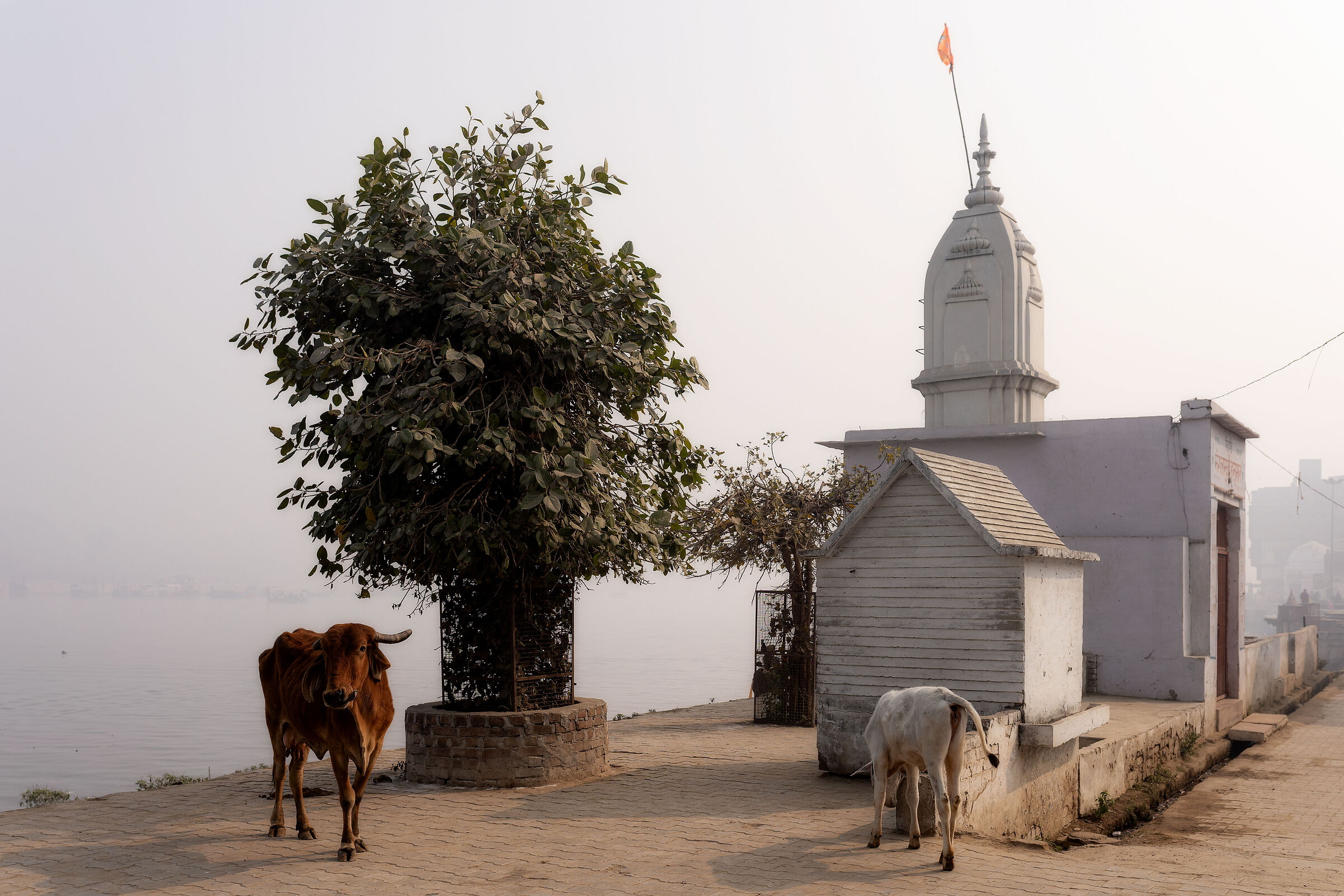 Gaumata