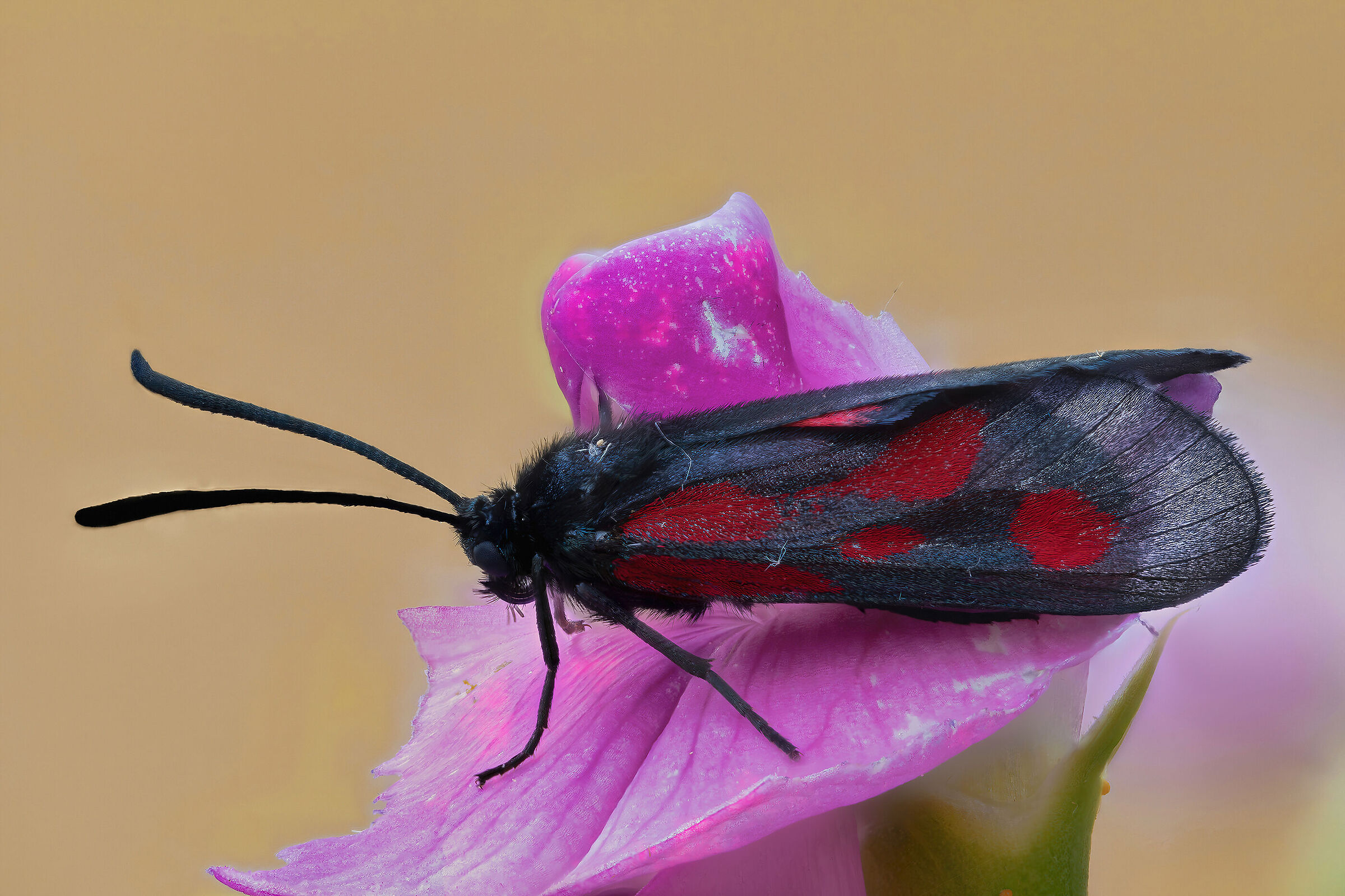 Zygaena romeo