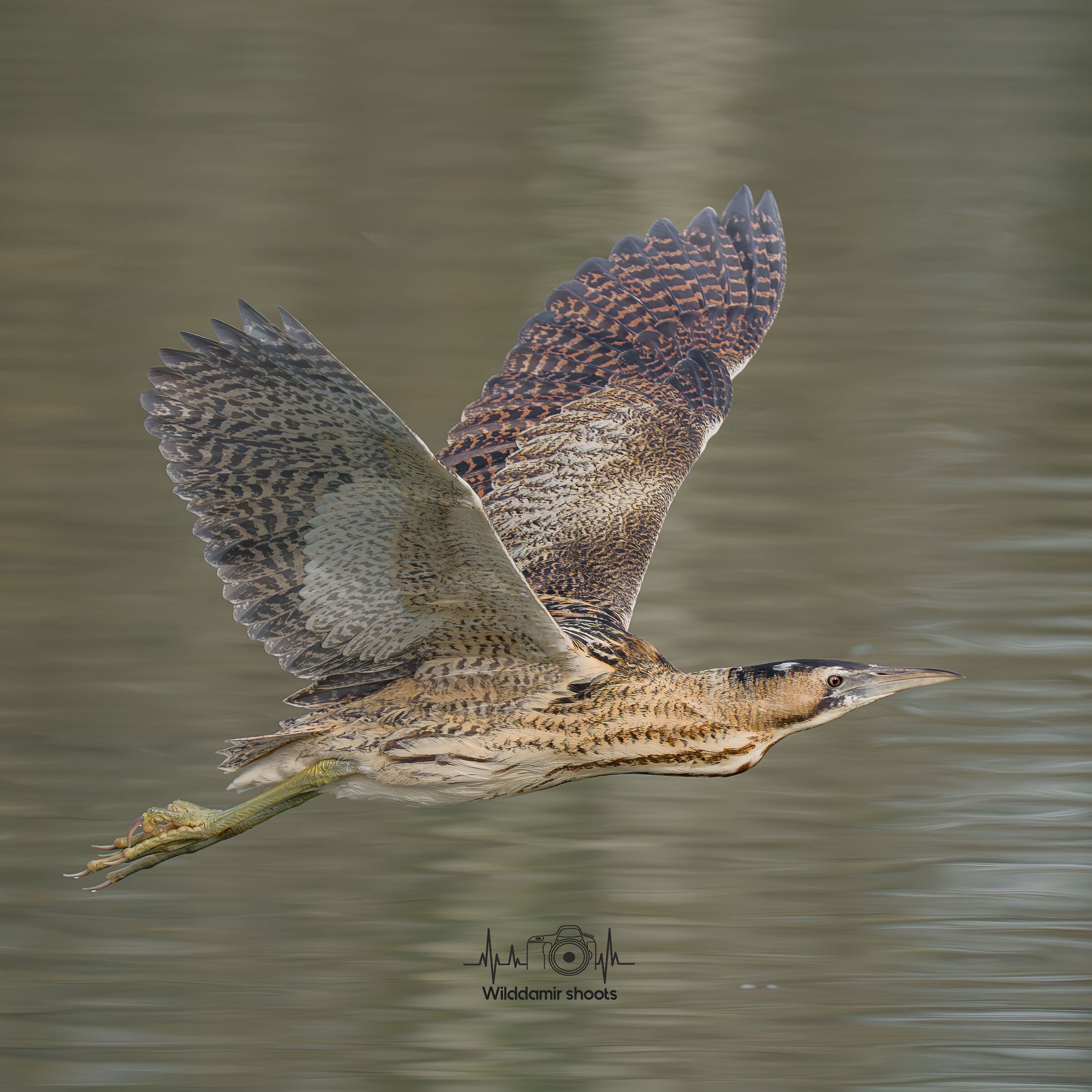 Tarabuso in volo
