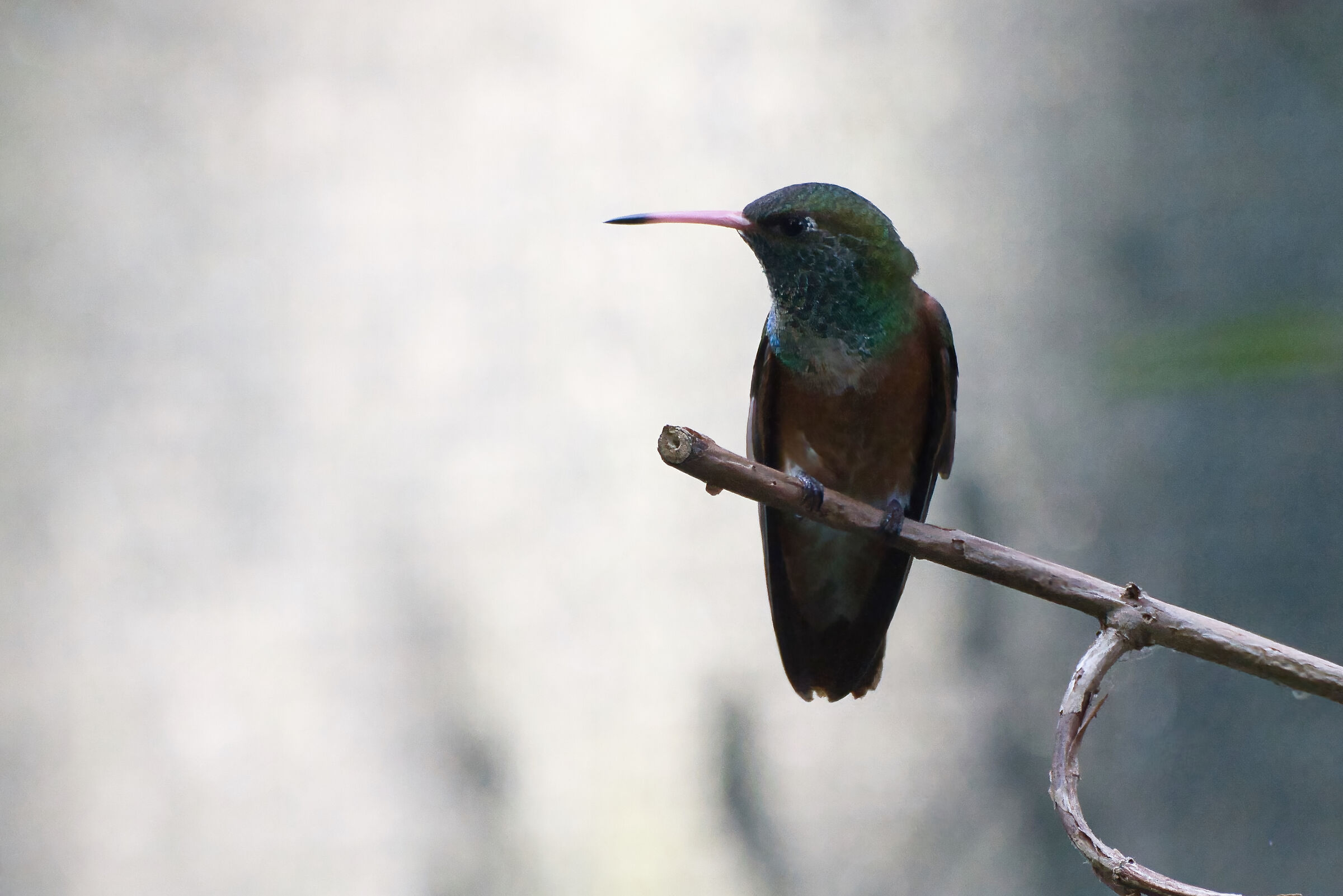 Colibrì