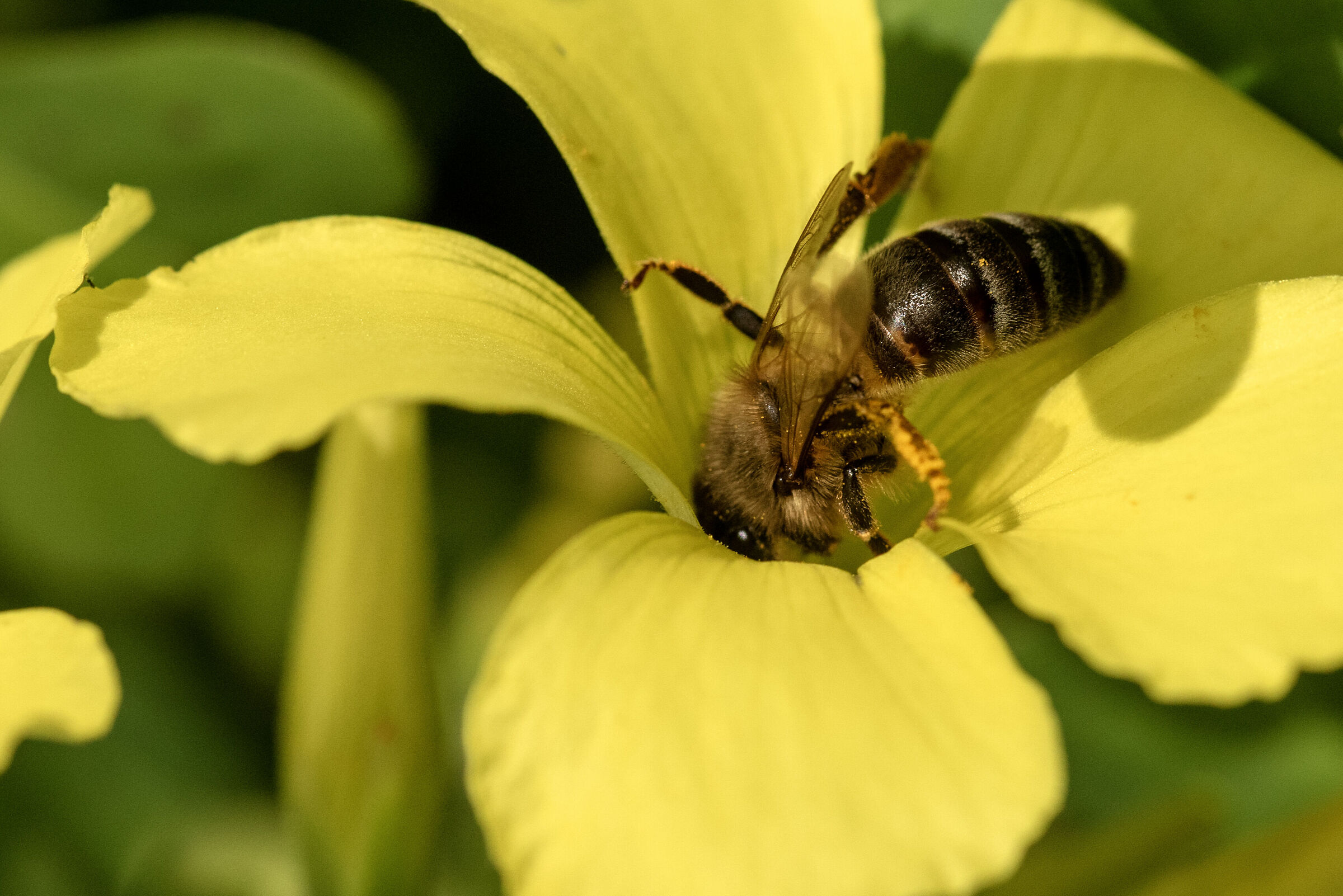 Acetosella gialla -impollinazione