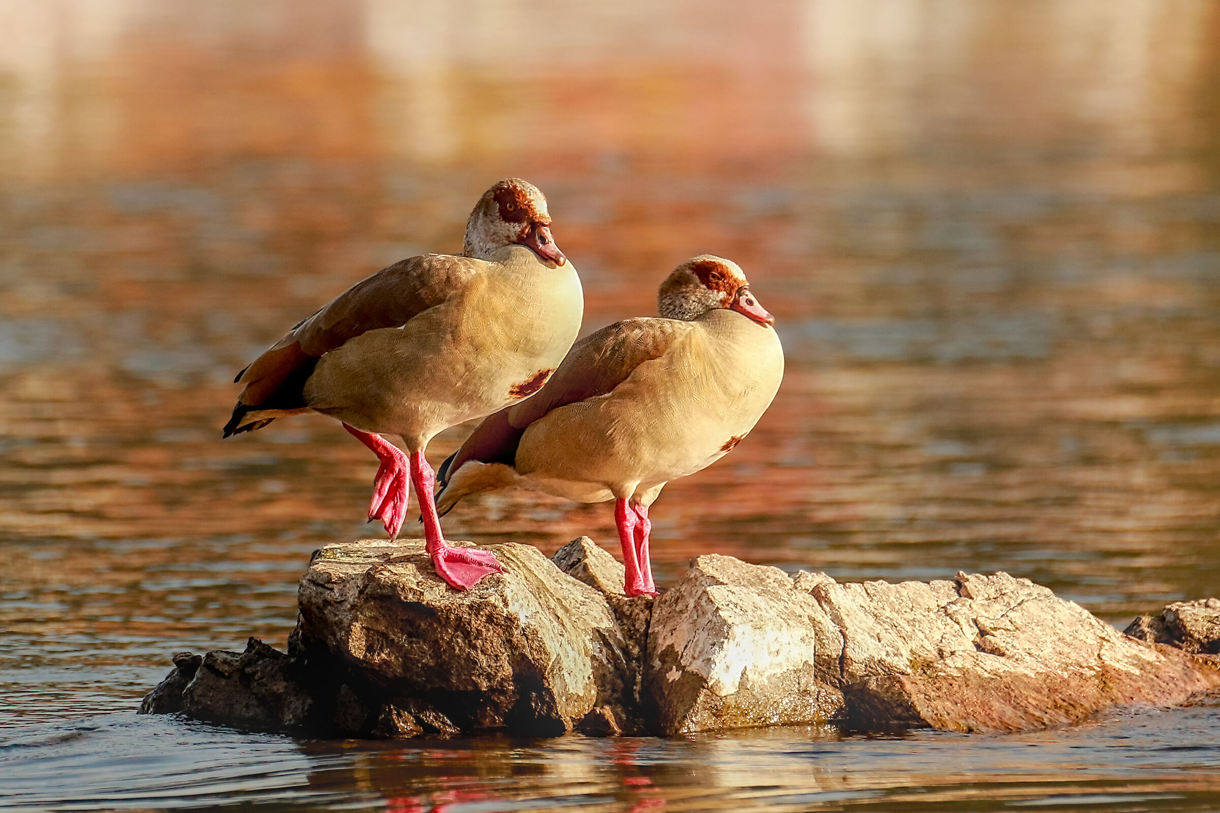 Oche egiziane sul Nilo