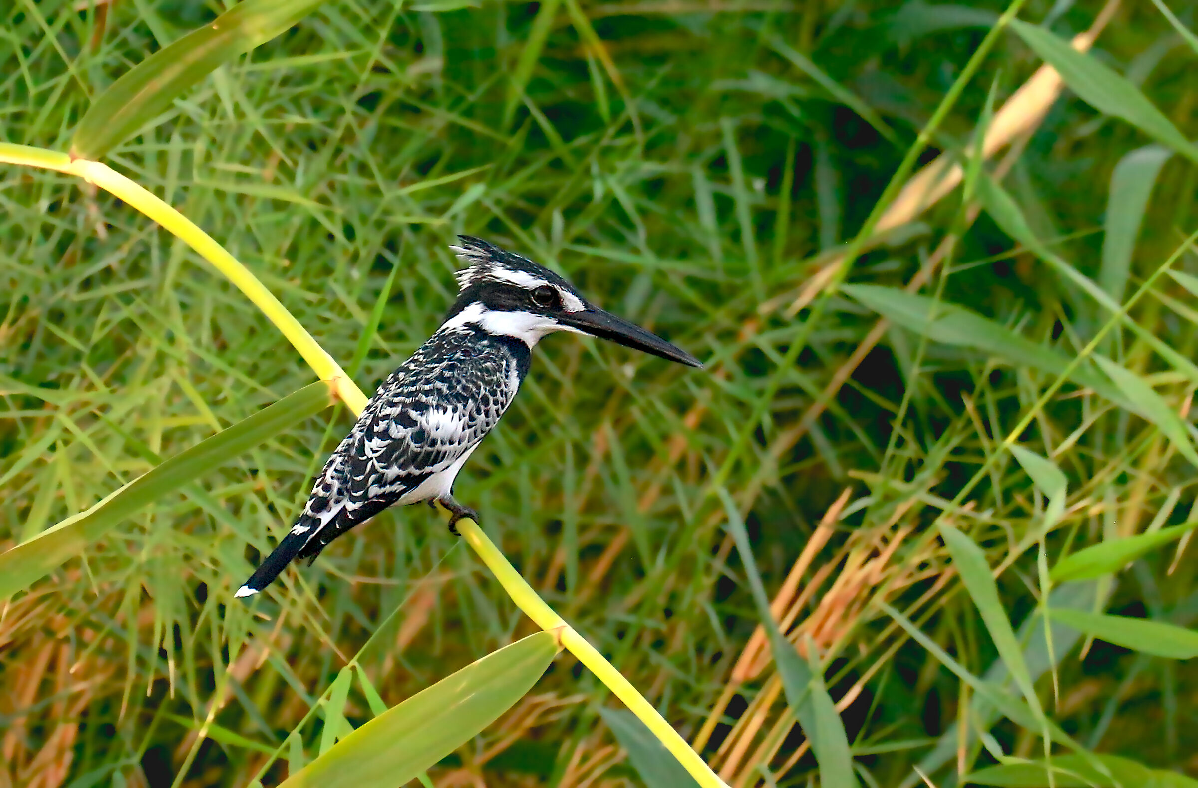 Pied kingfisher