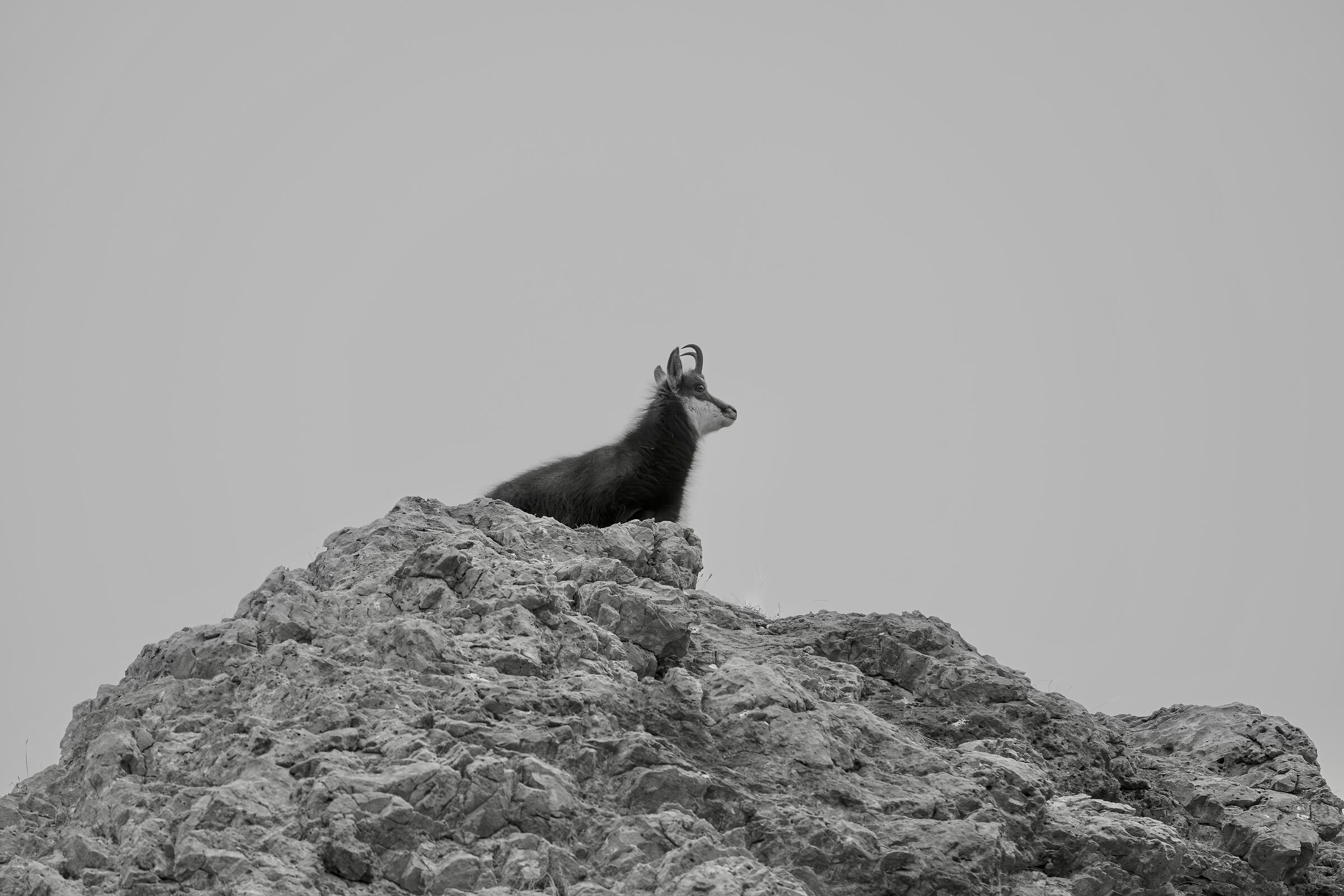 Silent guardians in the Dolomites