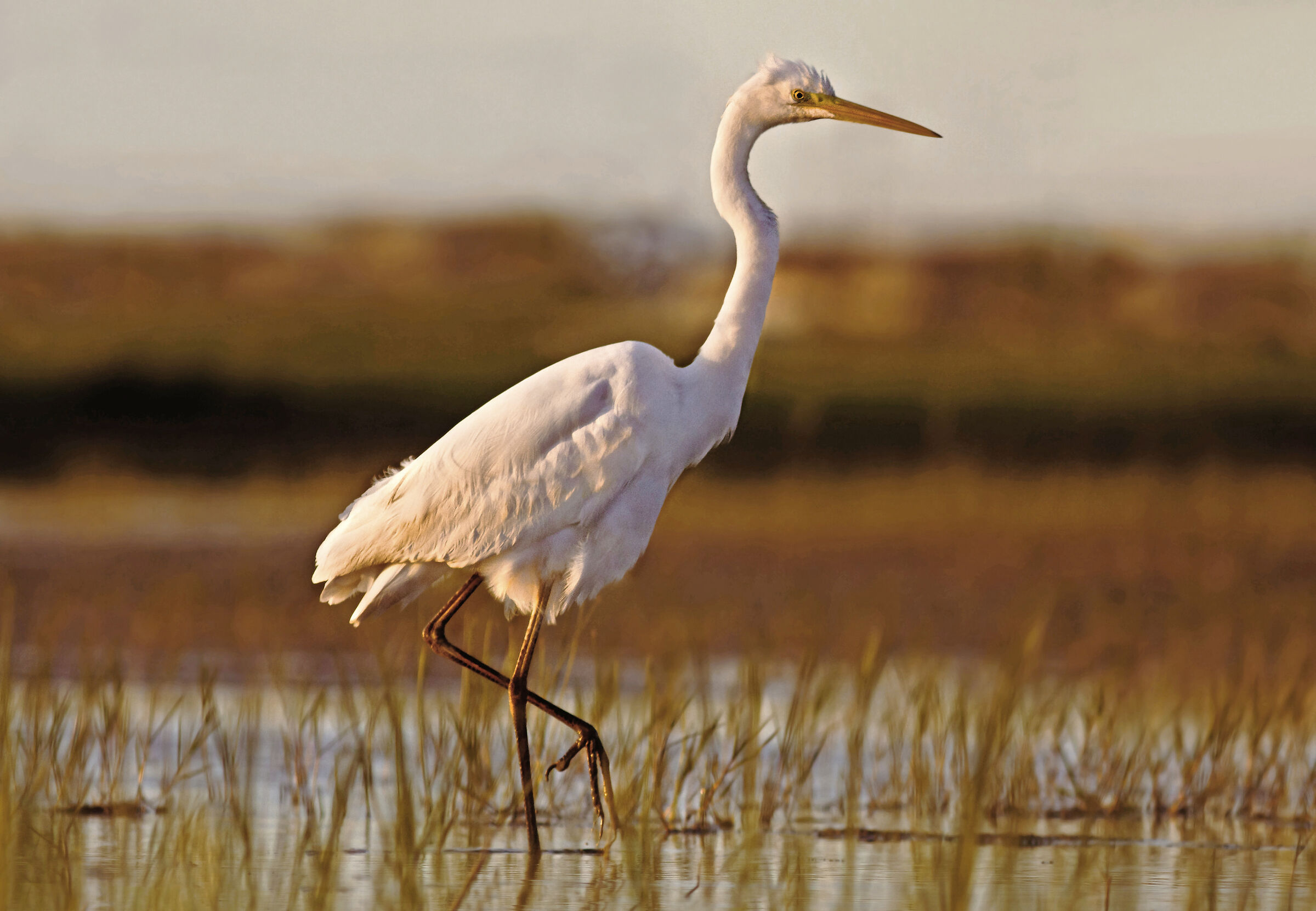 White Heron
