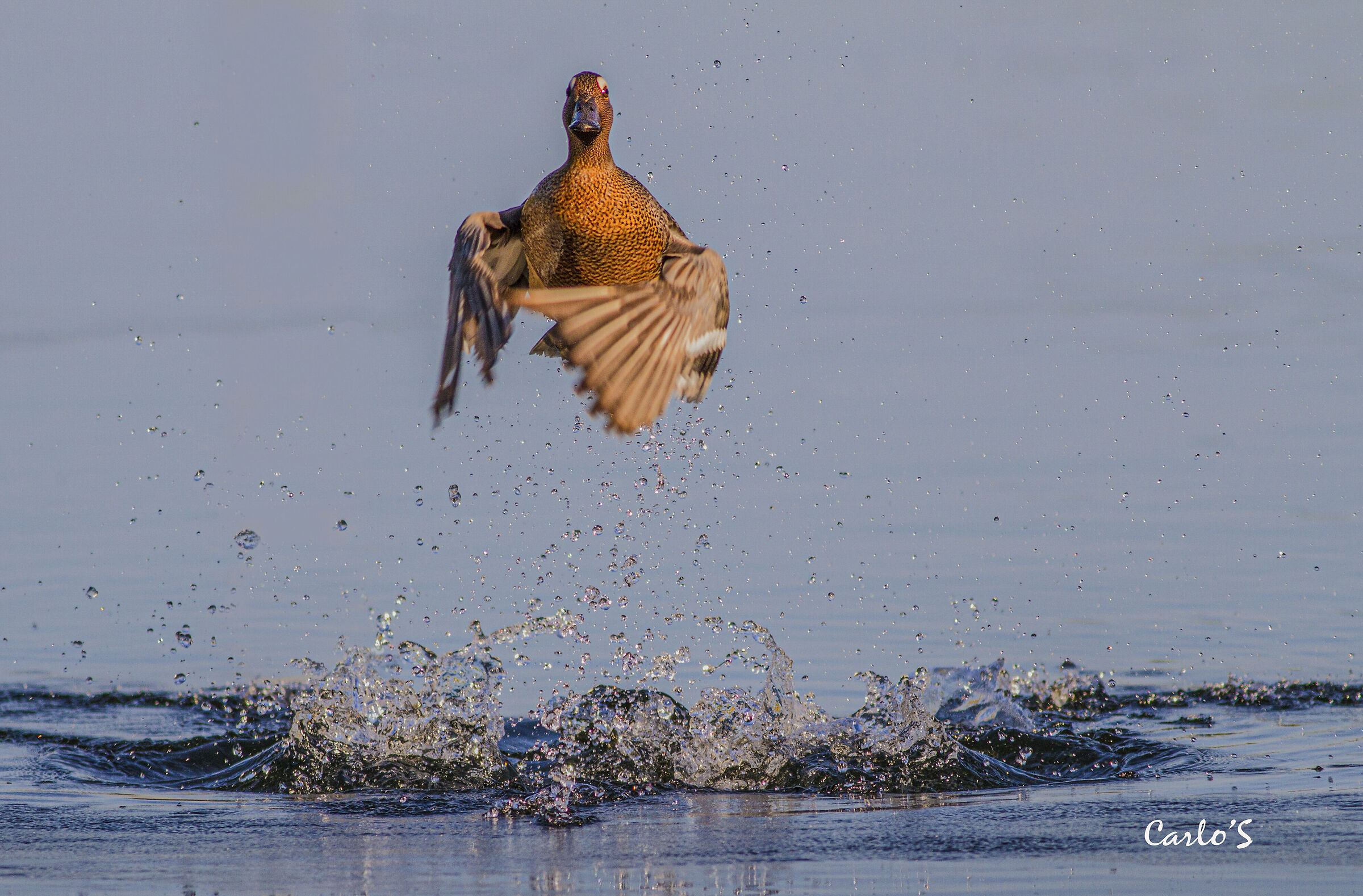 Garganey